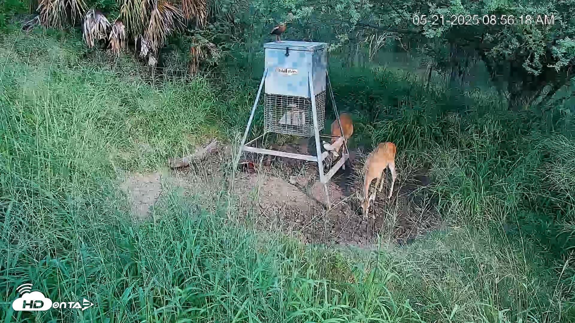 Snapshot of Texas Wildlifers Deer Feeder Live Cam taken May 21, 2025, 8:56am CDT