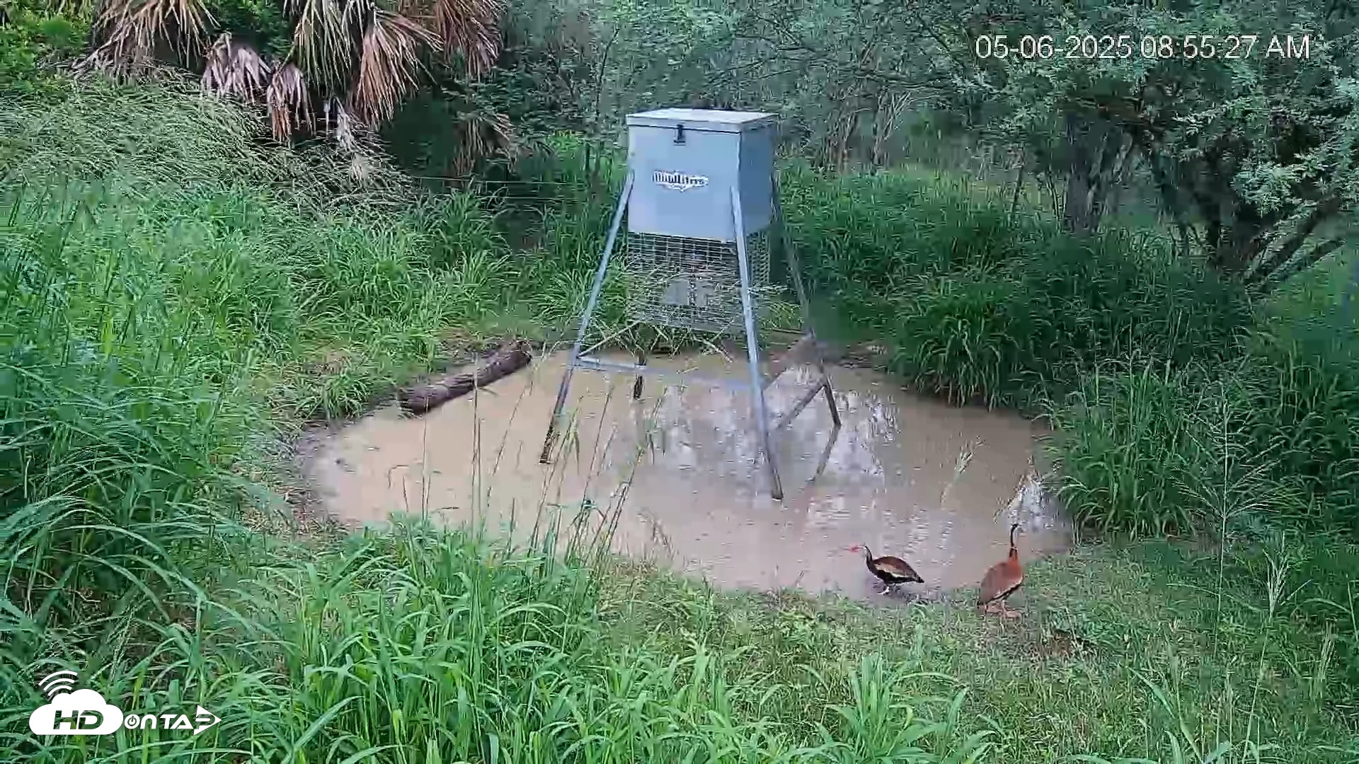 Snapshot of Texas Wildlifers Deer Feeder Live Cam taken May 6, 2025, 8:56am CDT