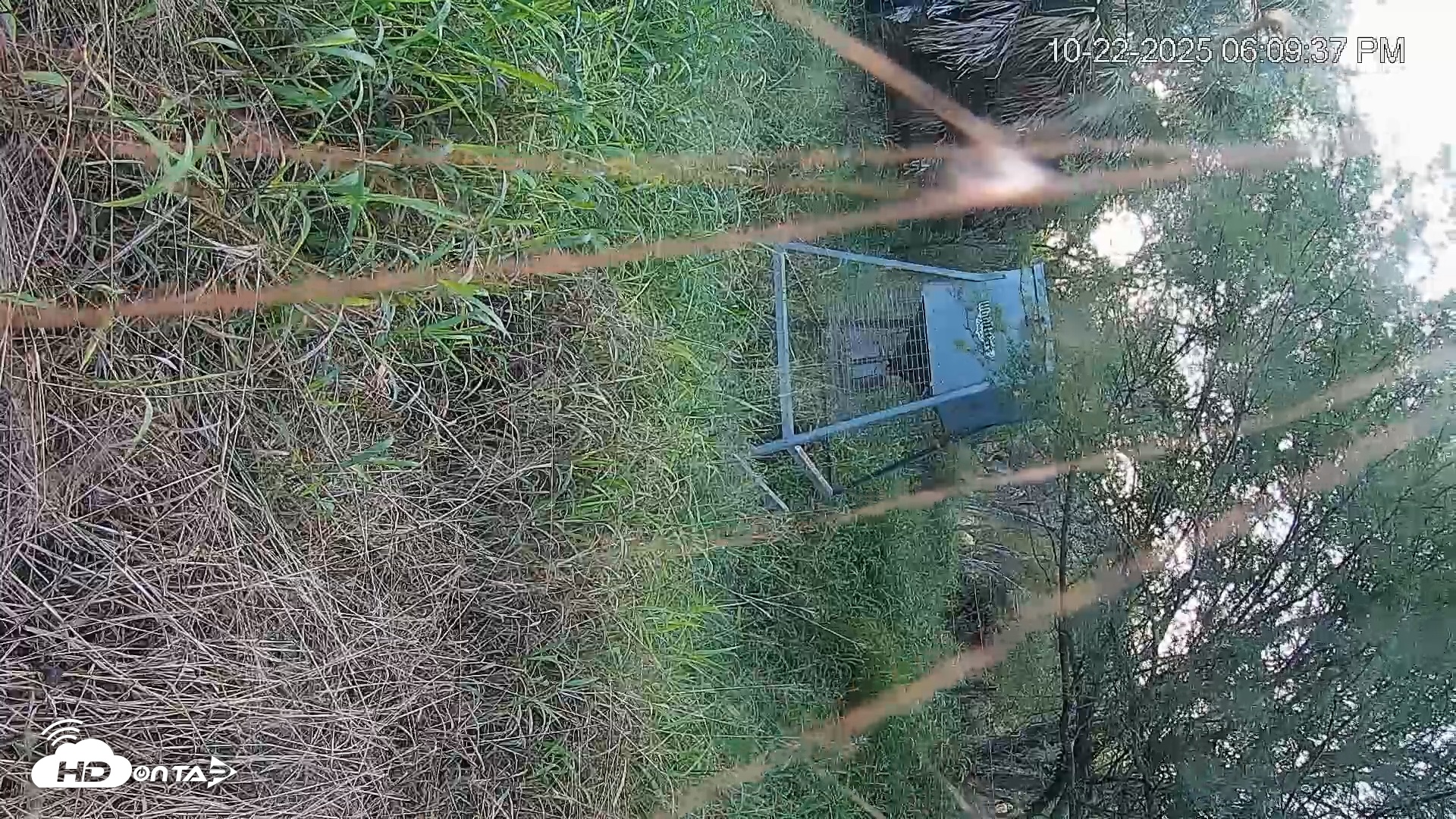 Snapshot of Texas Wildlifers Deer Feeder Live Cam taken Oct 22, 2025, 6:12pm CDT