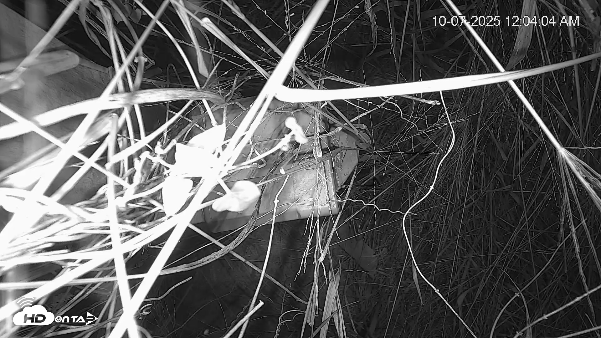Snapshot of Texas Wildlifers Deer Feeder Live Cam taken Oct 7, 2025, 12:04am CDT