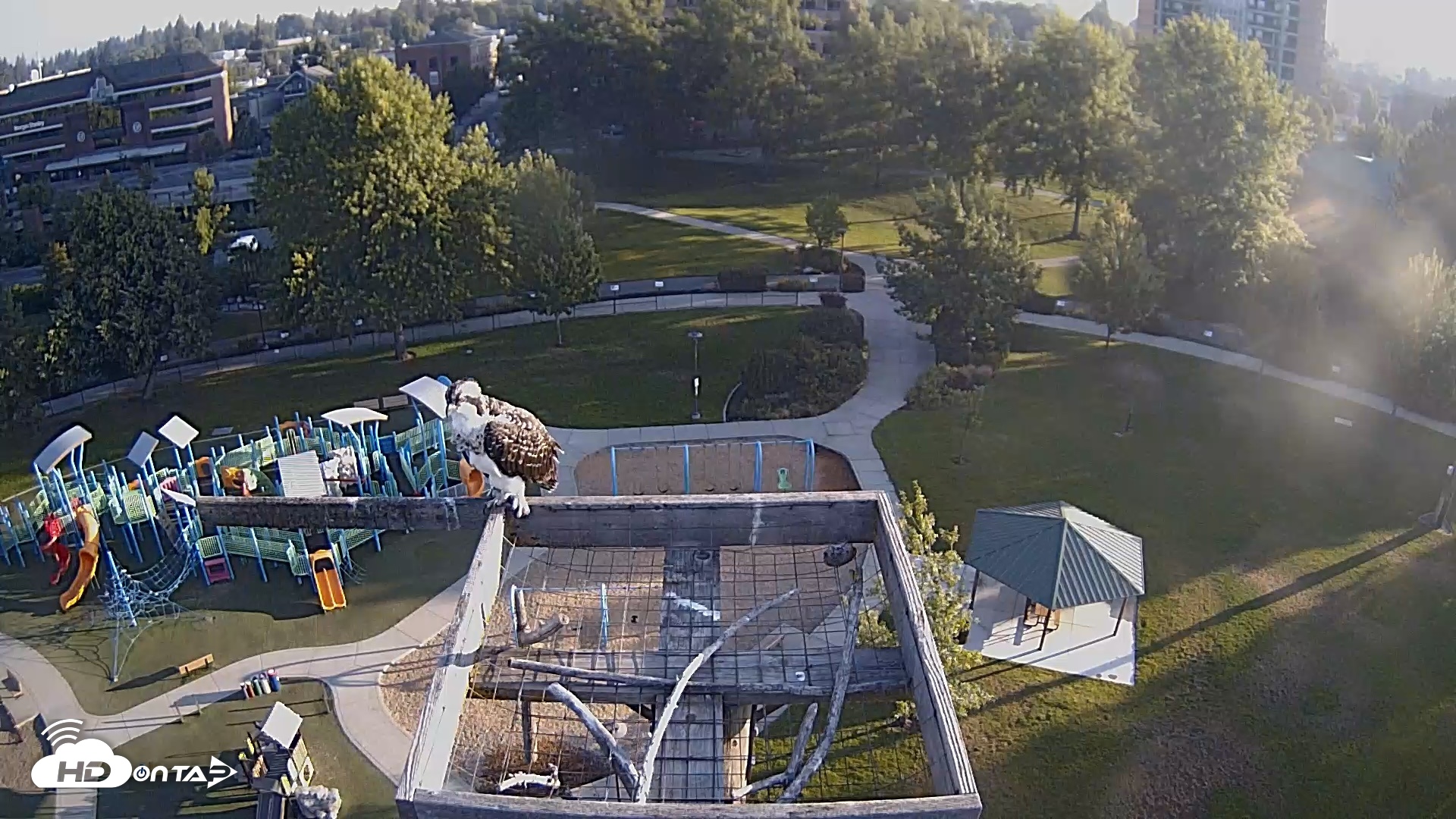 Snapshot of Coeur d'Alene Idaho Nest Platform Live Webcam taken Jul 31, 2026, 6:52am PDT