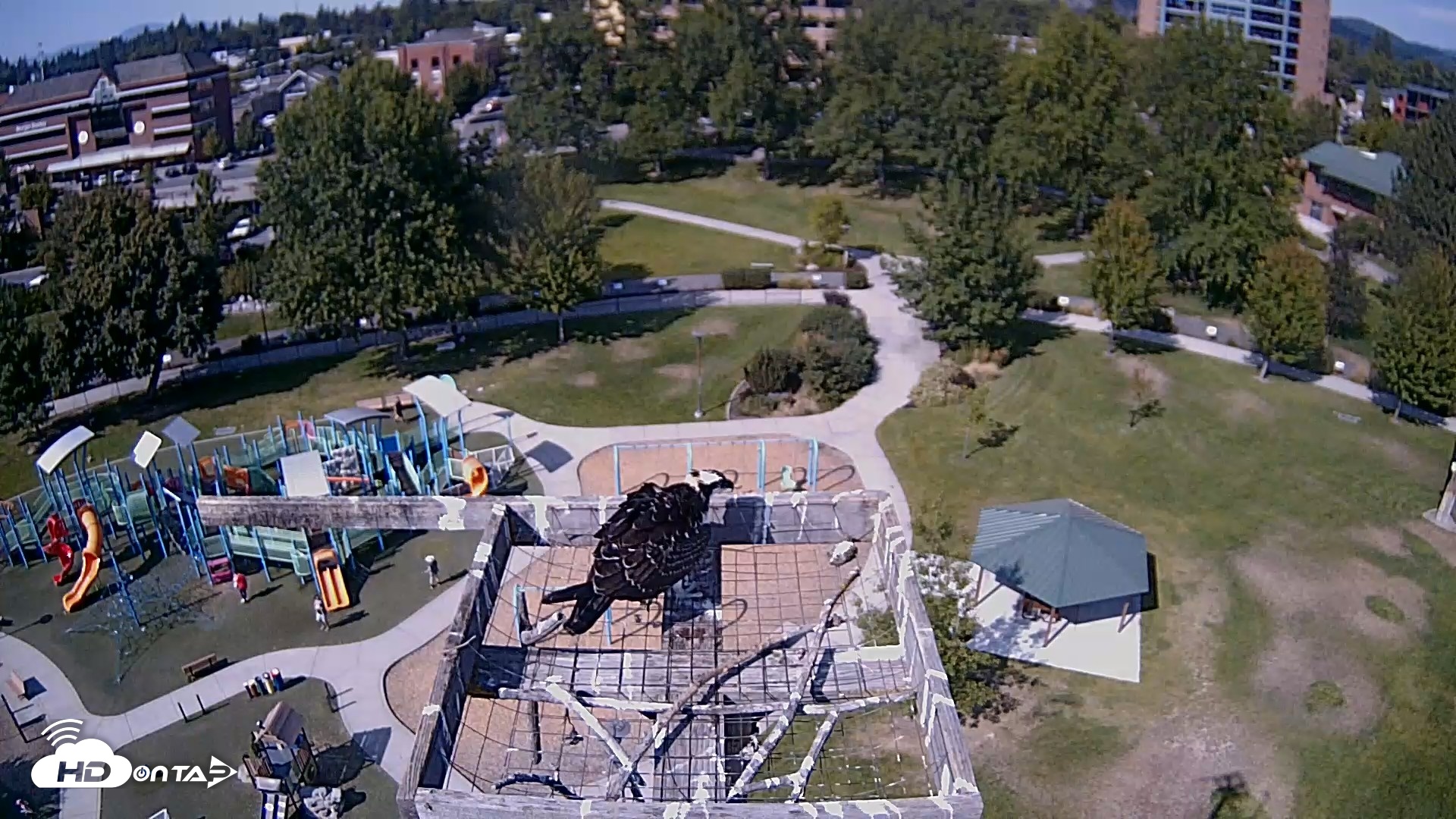Snapshot of Coeur d'Alene Idaho Nest Platform Live Webcam taken Aug 25, 2026, 3:18pm PDT