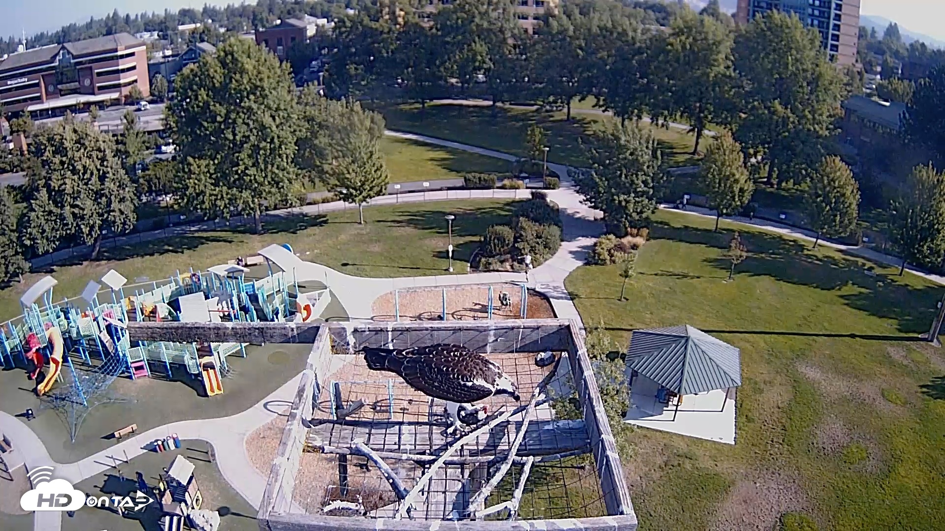 Snapshot of Coeur d'Alene Idaho Nest Platform Live Webcam taken Aug 20, 2026, 8:42am PDT