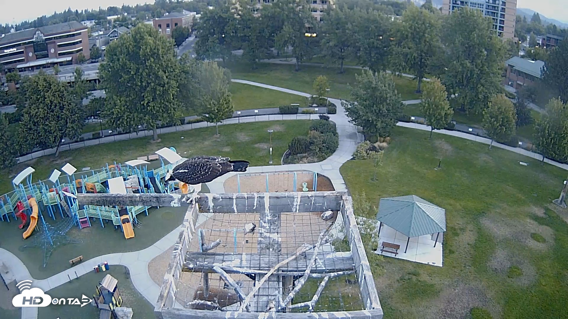 Snapshot of Coeur d'Alene Idaho Nest Platform Live Webcam taken Aug 30, 2026, 6:21am PDT