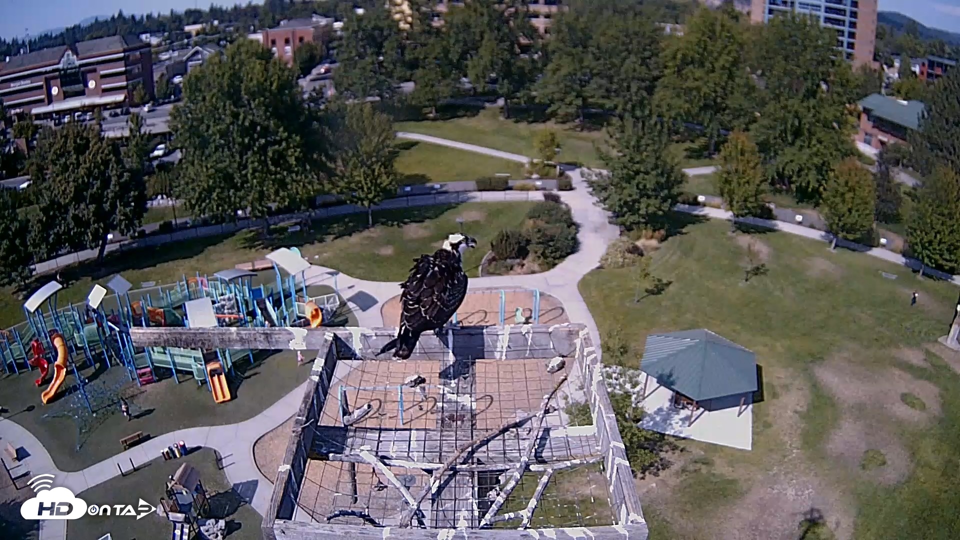 Snapshot of Coeur d'Alene Idaho Nest Platform Live Webcam taken Aug 25, 2026, 3:19pm PDT