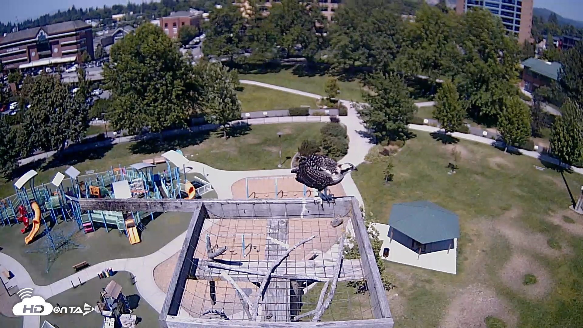 Snapshot of Coeur d'Alene Idaho Nest Platform Live Webcam taken Jul 24, 2026, 2:00pm PDT