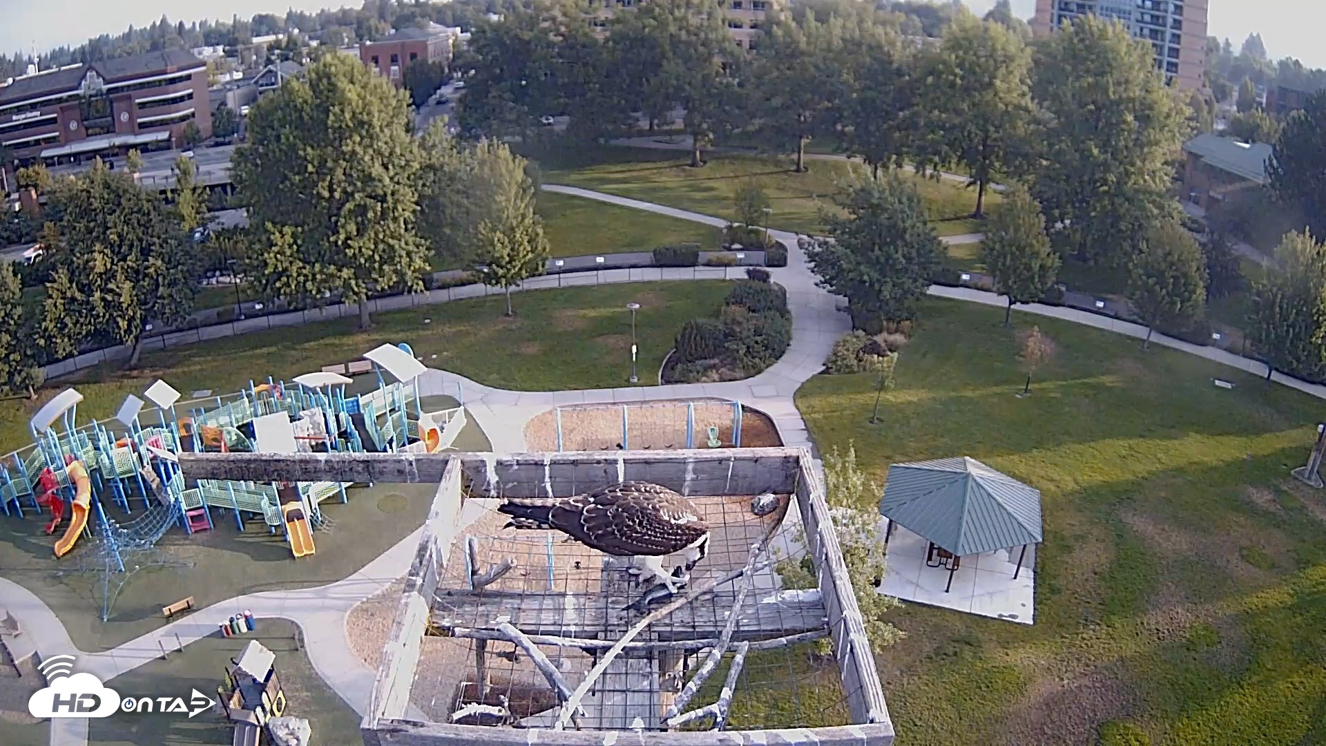 Snapshot of Coeur d'Alene Idaho Nest Platform Live Webcam taken Aug 21, 2026, 7:20am PDT