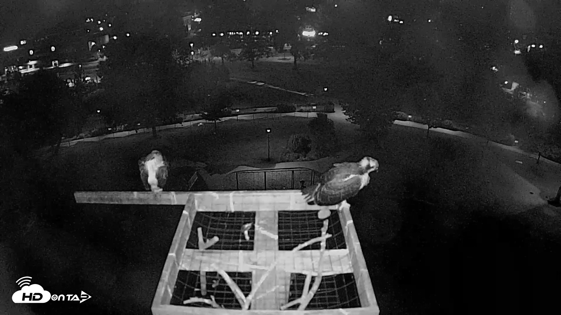 Snapshot of Coeur d'Alene Idaho Nest Platform Live Webcam taken Aug 12, 2026, 2:24am PDT