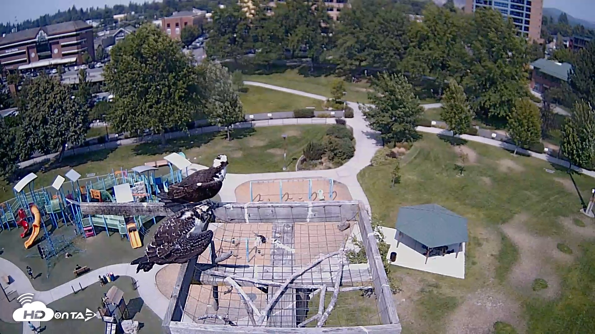 Snapshot of Coeur d'Alene Idaho Nest Platform Live Webcam taken Aug 10, 2026, 2:03pm PDT