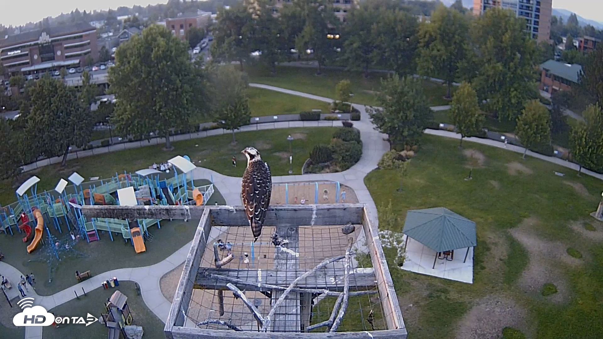 Snapshot of Coeur d'Alene Idaho Nest Platform Live Webcam taken Aug 7, 2026, 7:44pm PDT