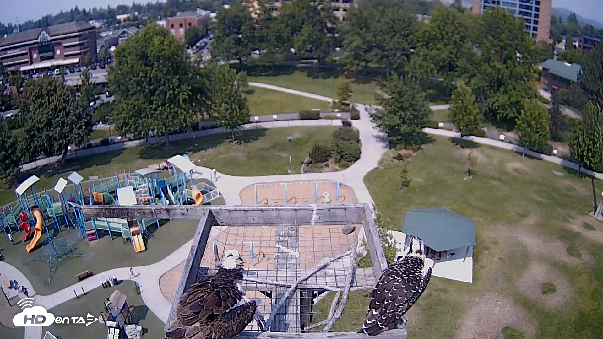 Snapshot of Coeur d'Alene Idaho Nest Platform Live Webcam taken Jul 23, 2026, 2:26pm PDT