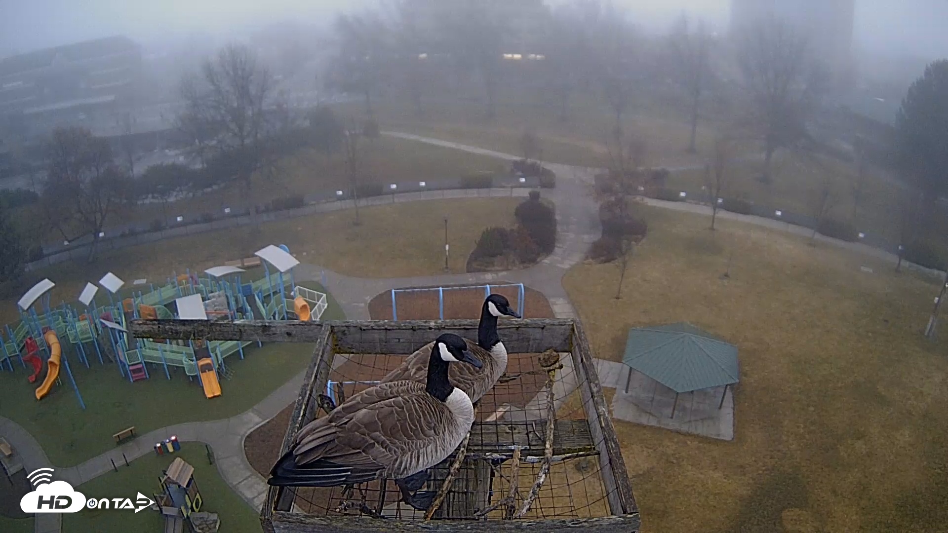 Snapshot of Coeur d'Alene Idaho Nest Platform Live Webcam taken Feb 1, 2026, 8:25am PST