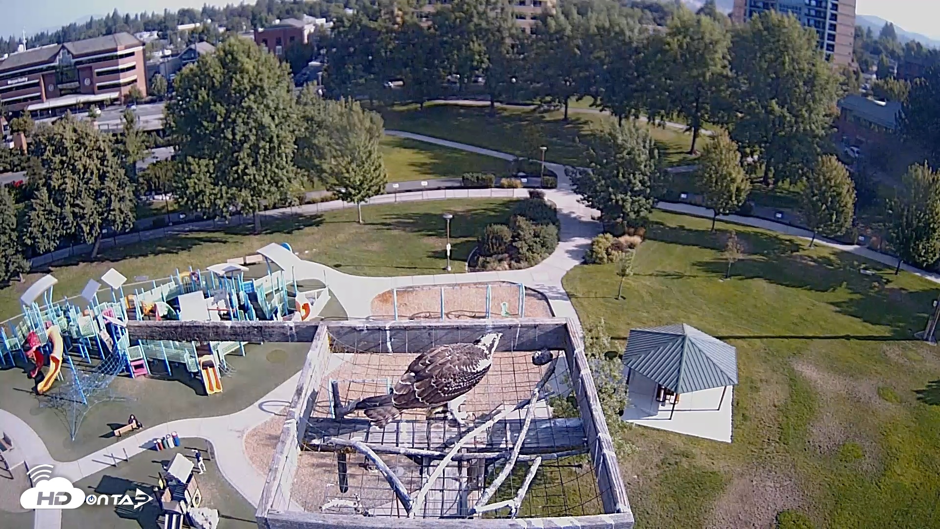 Snapshot of Coeur d'Alene Idaho Nest Platform Live Webcam taken Aug 17, 2026, 8:34am PDT