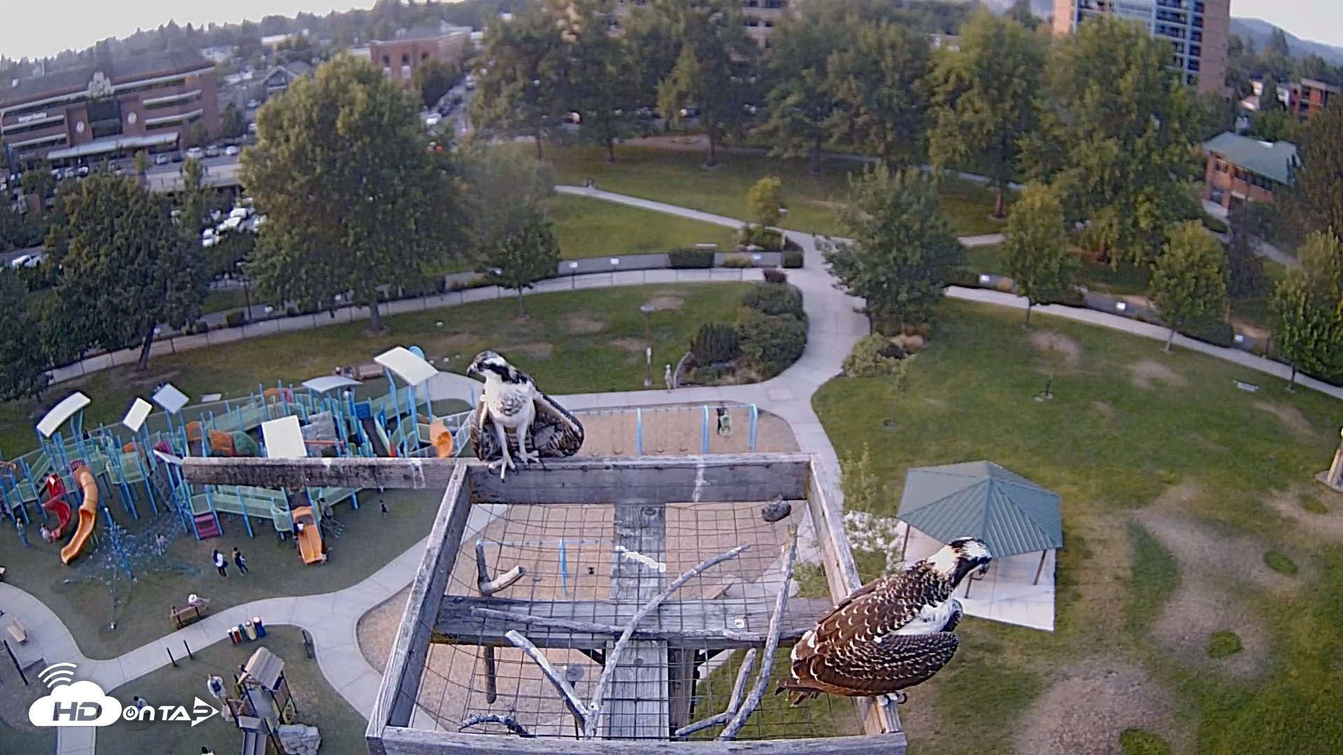 Snapshot of Coeur d'Alene Idaho Nest Platform Live Webcam taken Jul 31, 2026, 7:14pm PDT