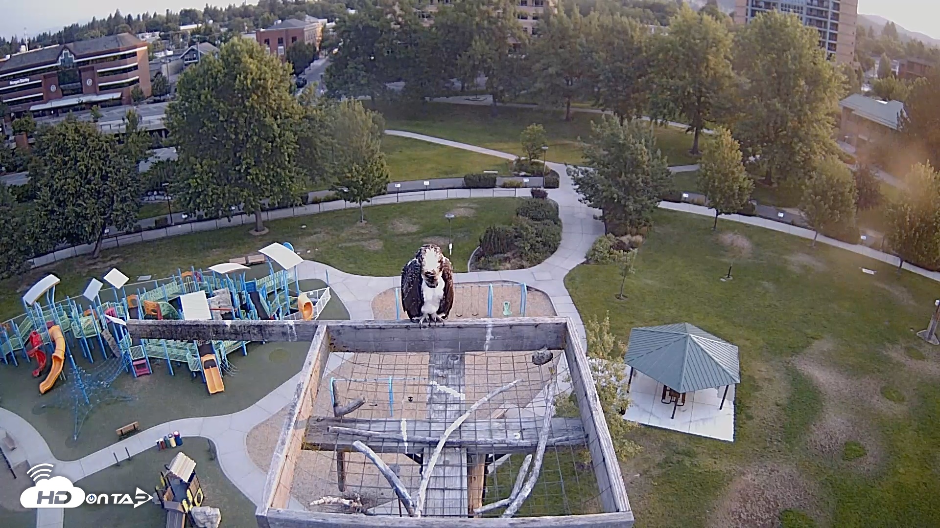 Snapshot of Coeur d'Alene Idaho Nest Platform Live Webcam taken Aug 2, 2026, 6:30am PDT