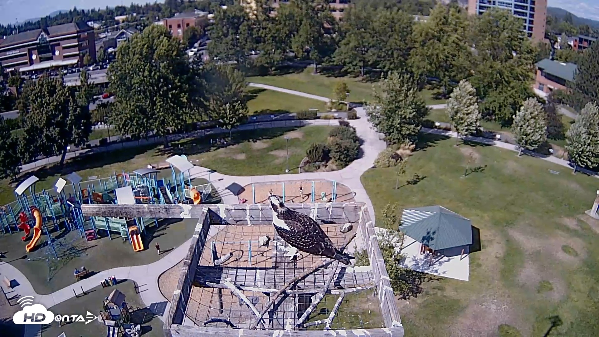 Snapshot of Coeur d'Alene Idaho Nest Platform Live Webcam taken Aug 23, 2026, 3:49pm PDT