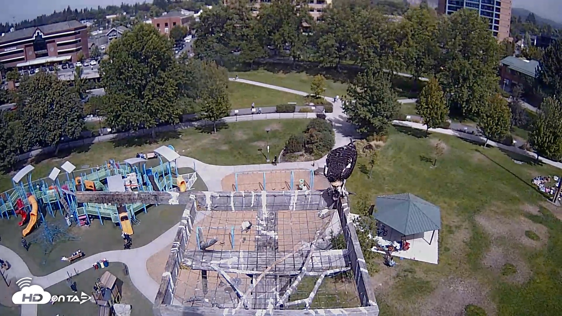 Snapshot of Coeur d'Alene Idaho Nest Platform Live Webcam taken Aug 29, 2026, 12:12pm PDT