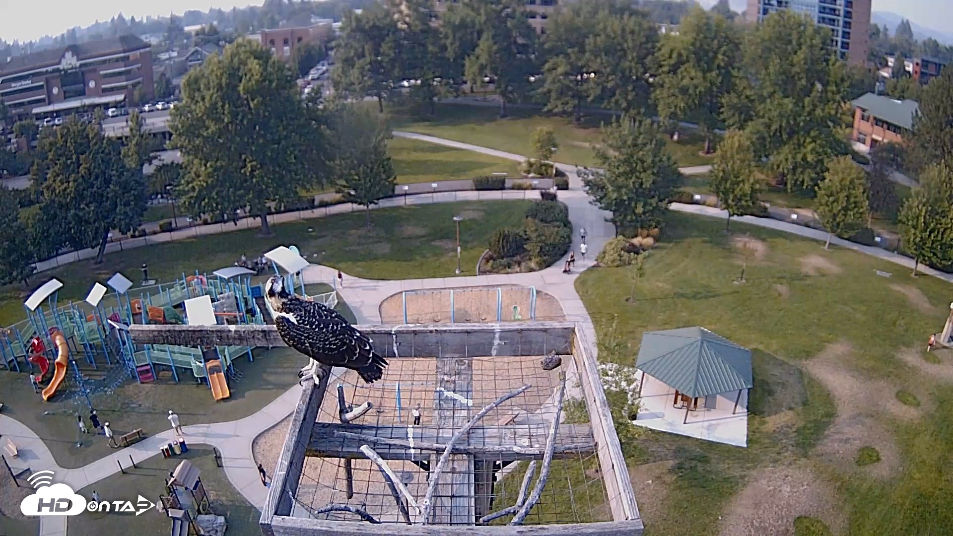 Snapshot of Coeur d'Alene Idaho Nest Platform Live Webcam taken Aug 3, 2026, 5:55pm PDT