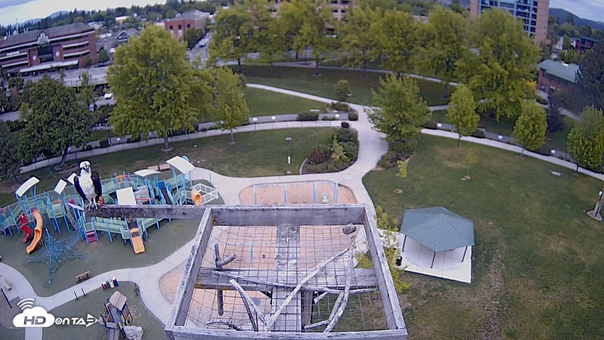 Snapshot of Coeur d'Alene Idaho Nest Platform Live Webcam taken May 20, 2026, 6:58am PDT