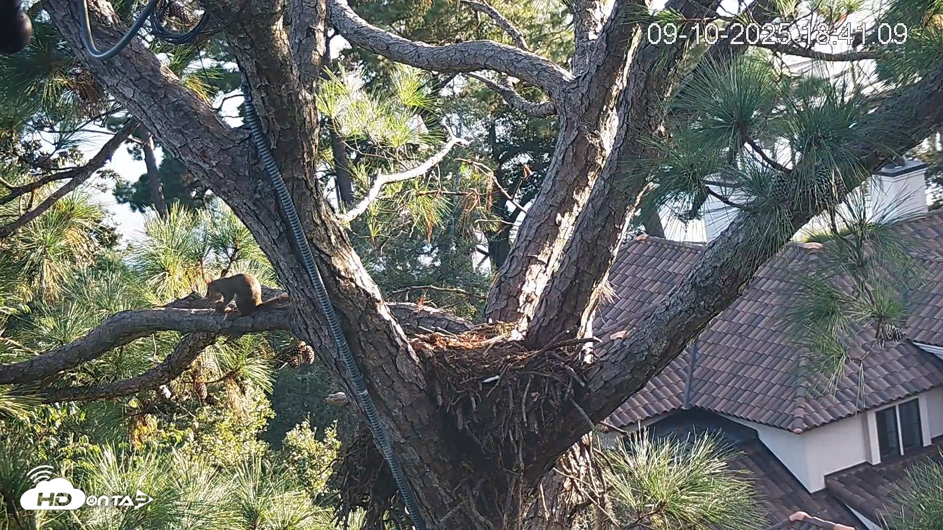 Snapshot of Hilton Head Island Owls taken Sep 10, 2025, 6:41pm EDT