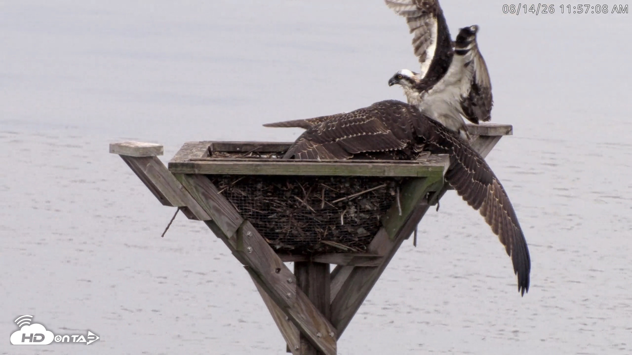 Snapshot of Blackwater Wildlife Refuge Osprey River Platform Live Cam taken Aug 14, 2026, 11:58am EDT