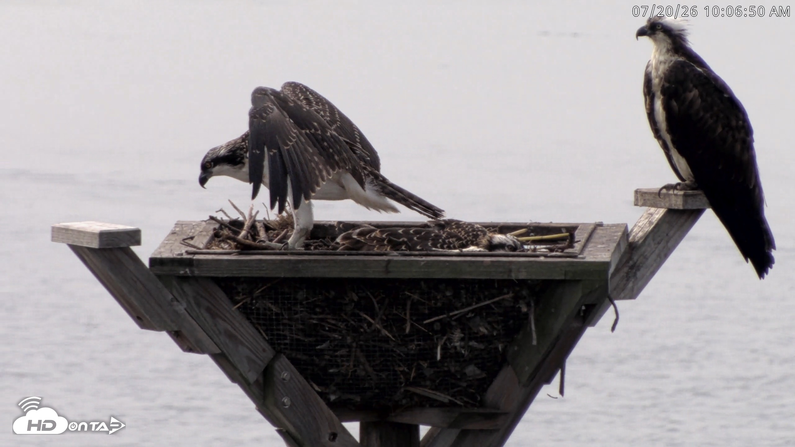Snapshot of Blackwater Wildlife Refuge Osprey River Platform Live Cam taken Jul 20, 2026, 10:07am EDT
