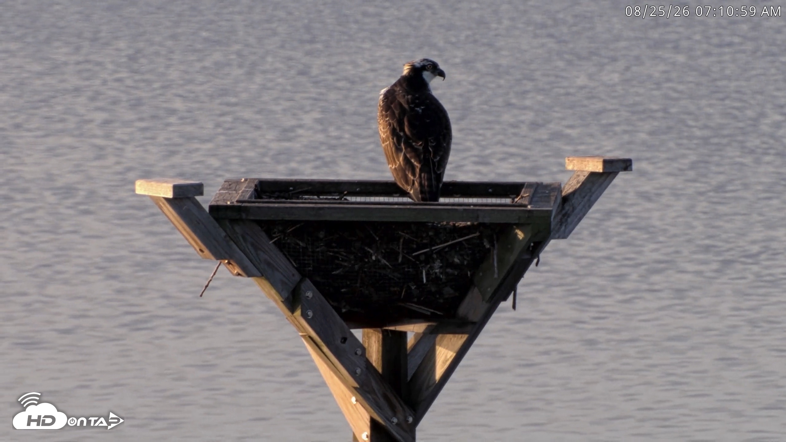 Snapshot of Blackwater Wildlife Refuge Osprey River Platform Live Cam taken Aug 25, 2026, 7:11am EDT