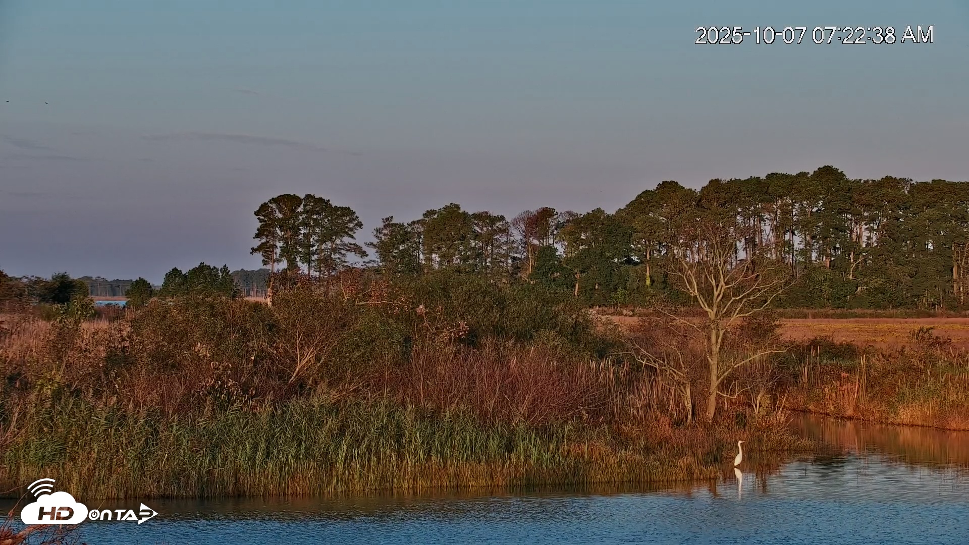 Snapshot of Blackwater Wildlife Refuge Osprey River Platform Live Cam taken Oct 7, 2025, 7:23am EDT