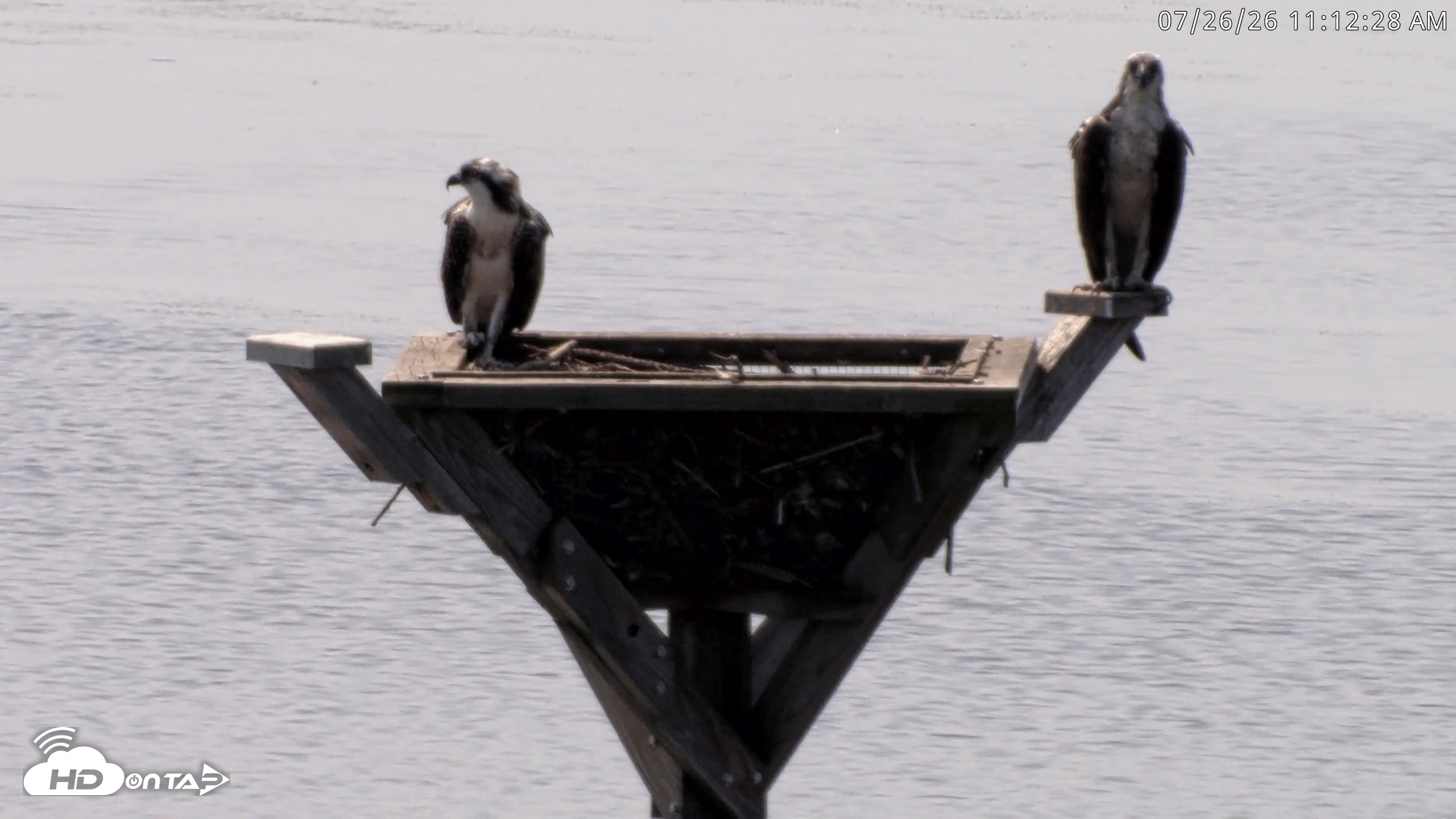 Snapshot of Blackwater Wildlife Refuge Osprey River Platform Live Cam taken Jul 26, 2026, 11:13am EDT