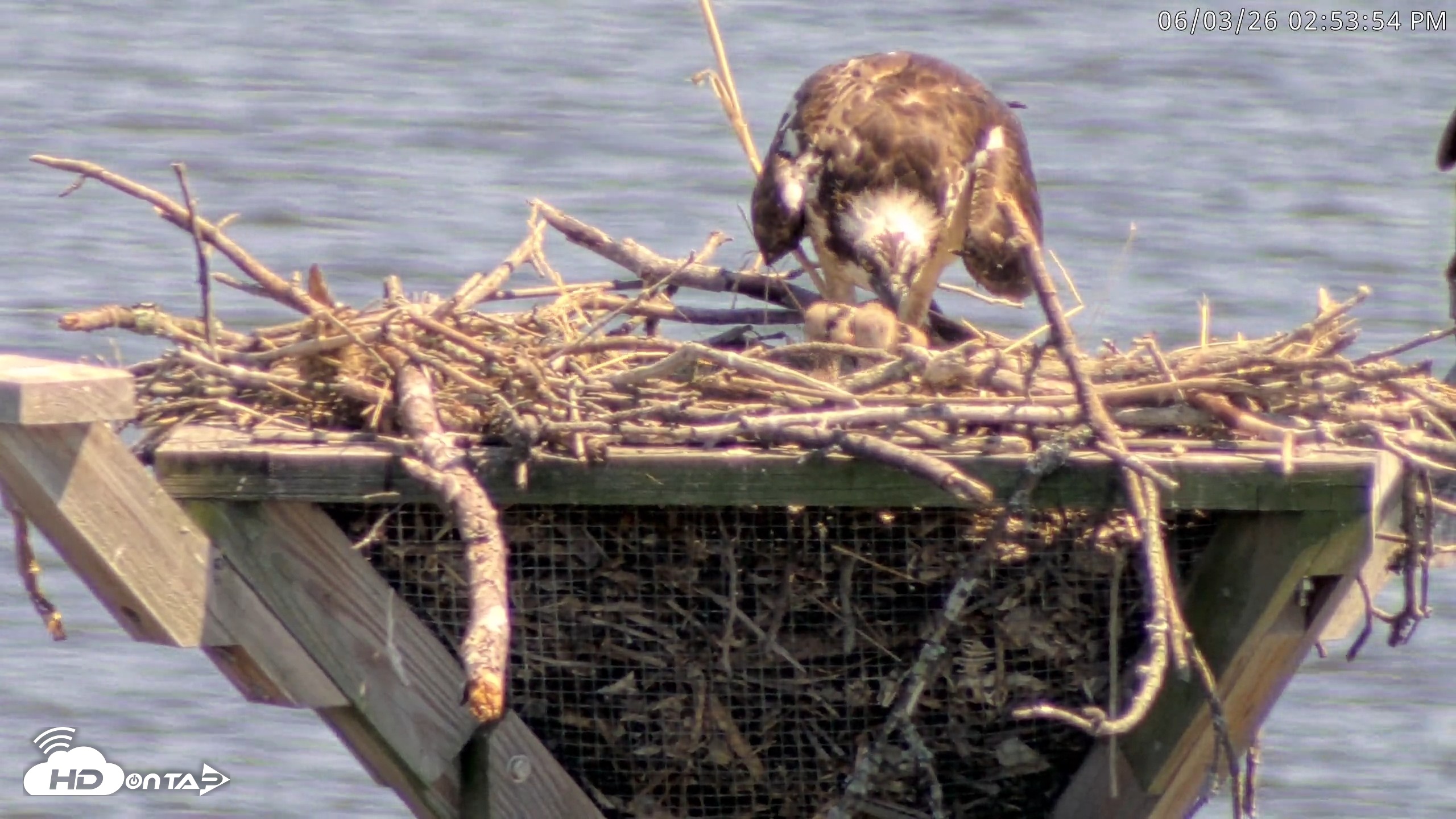 Snapshot of Blackwater Wildlife Refuge Osprey River Platform Live Cam taken Jun 3, 2026, 3:02pm EDT