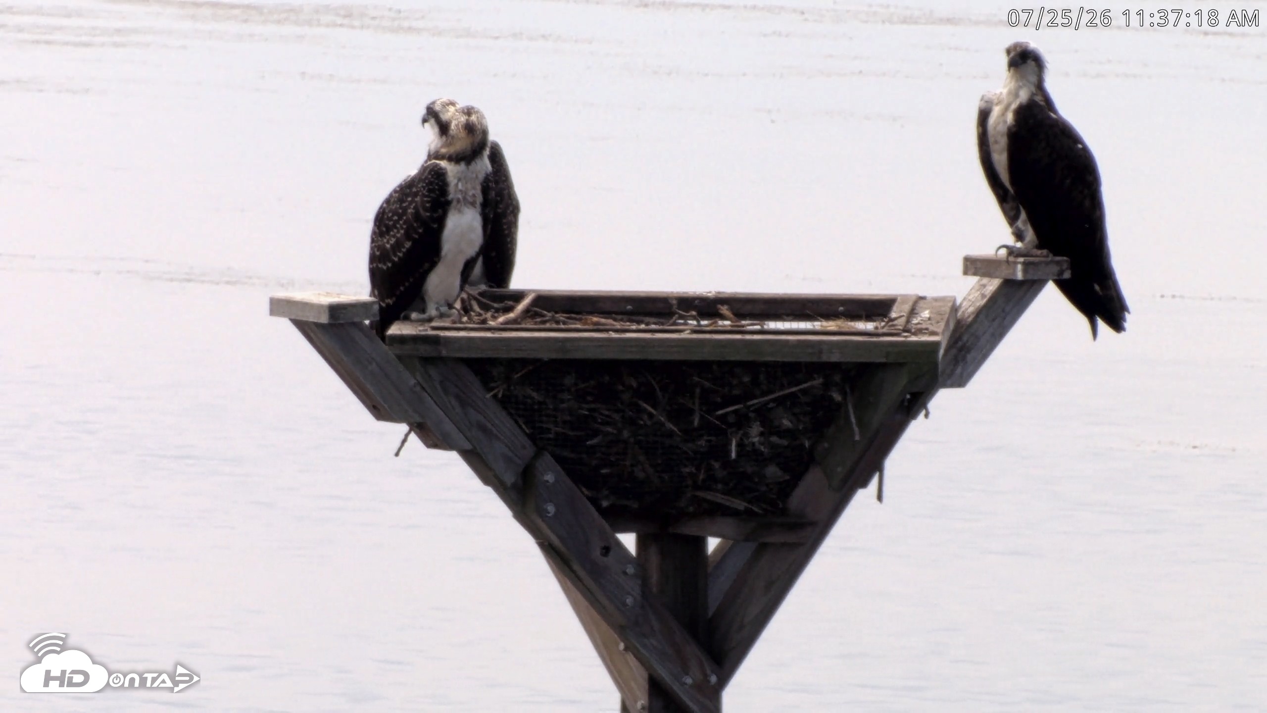 Snapshot of Blackwater Wildlife Refuge Osprey River Platform Live Cam taken Jul 25, 2026, 11:38am EDT