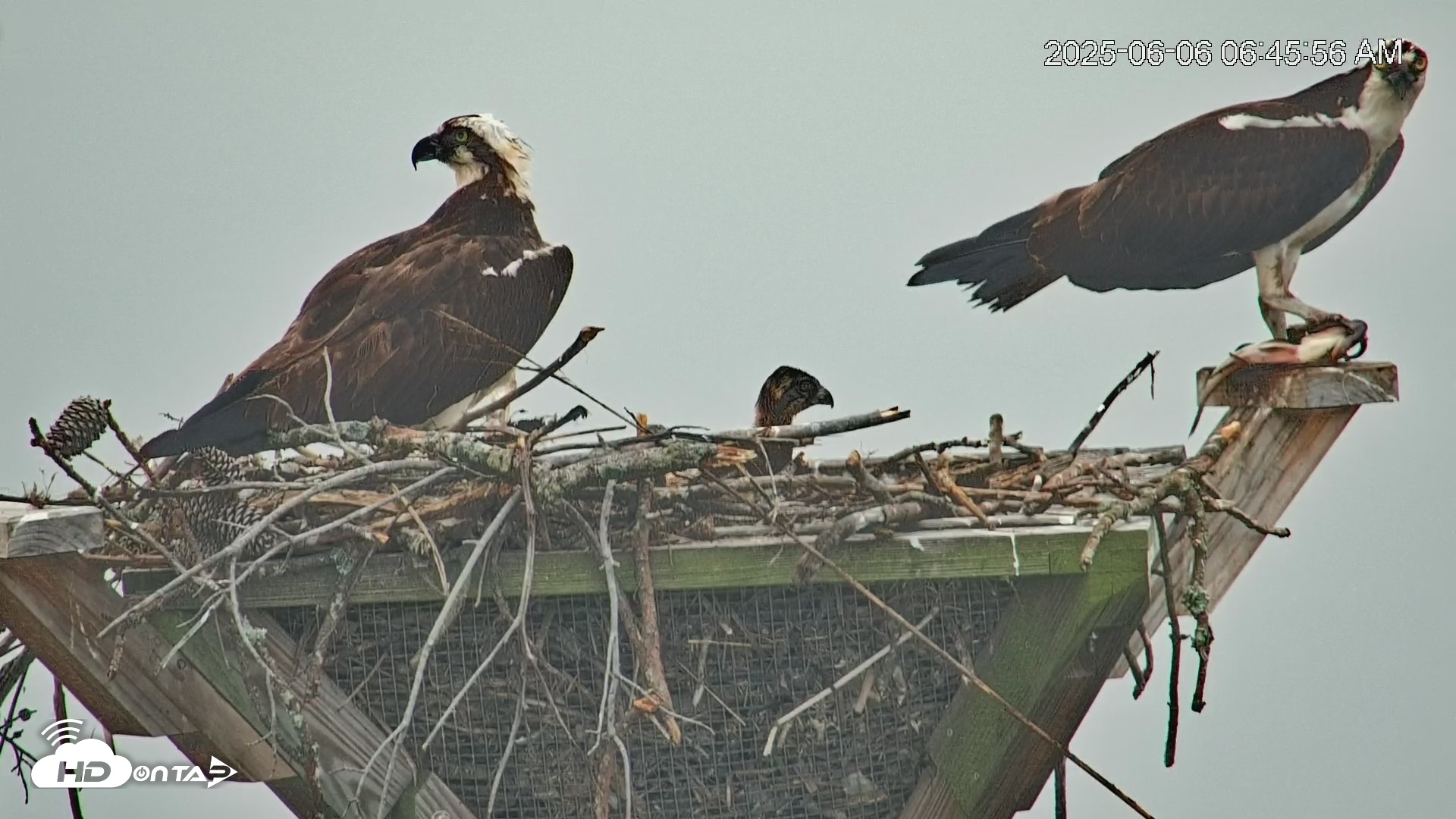 Snapshot of Blackwater Wildlife Refuge Osprey River Platform Live Cam taken Jun 6, 2025, 6:49am EDT