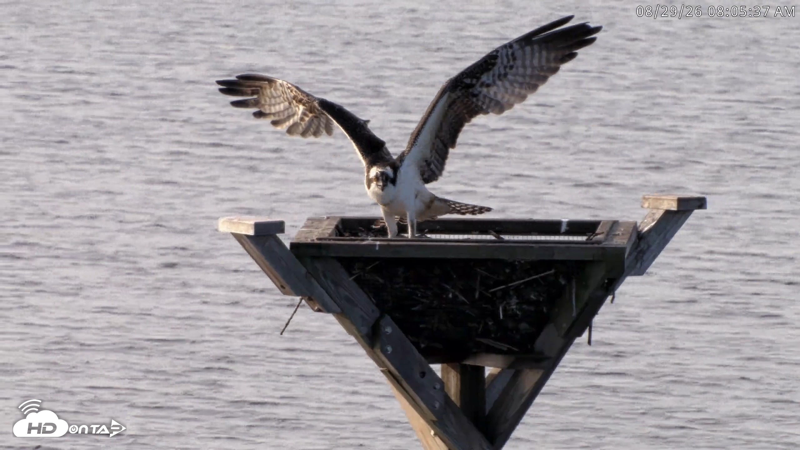 Snapshot of Blackwater Wildlife Refuge Osprey River Platform Live Cam taken Aug 29, 2026, 8:06am EDT