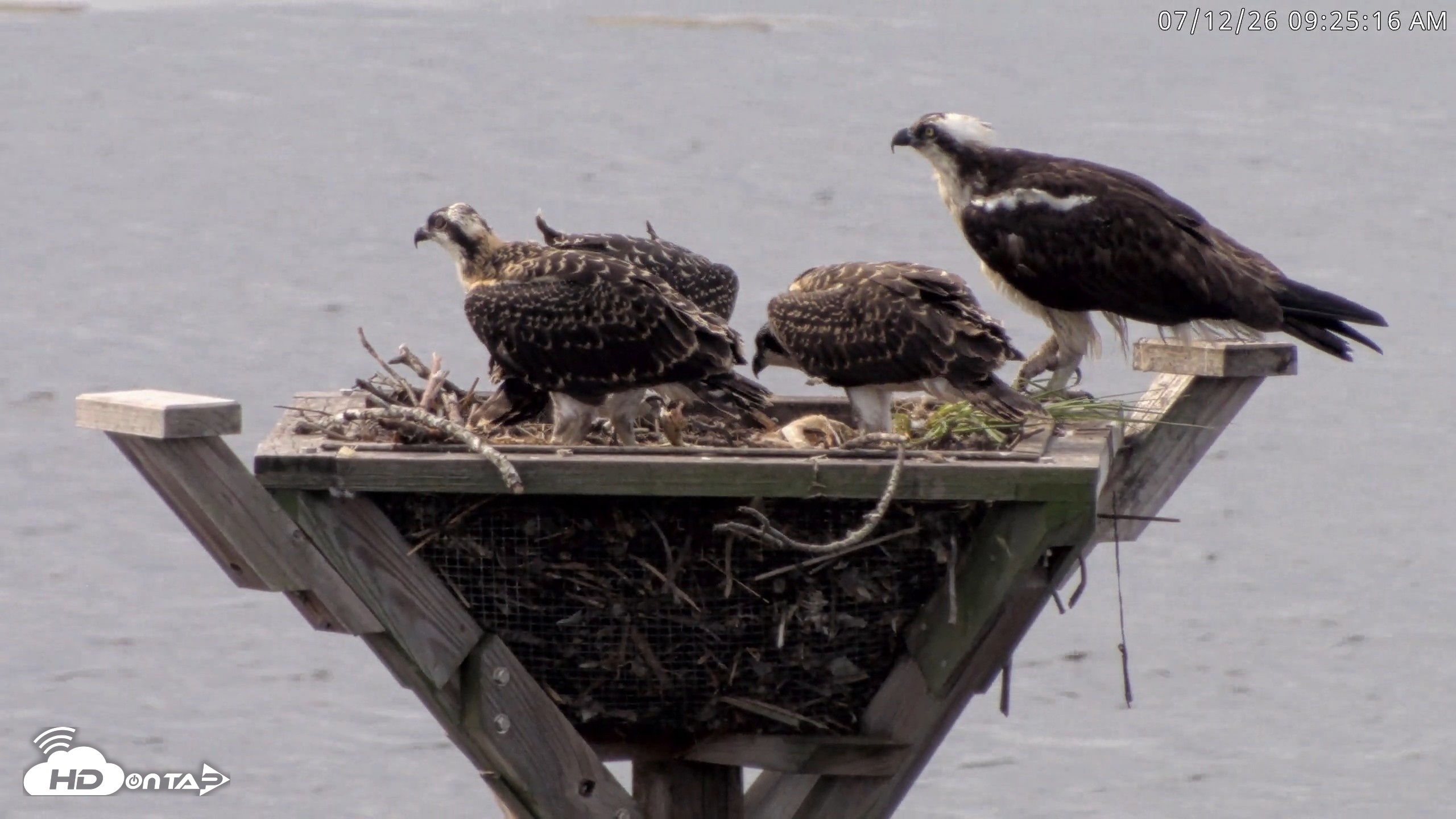 Snapshot of Blackwater Wildlife Refuge Osprey River Platform Live Cam taken Jul 12, 2026, 9:26am EDT