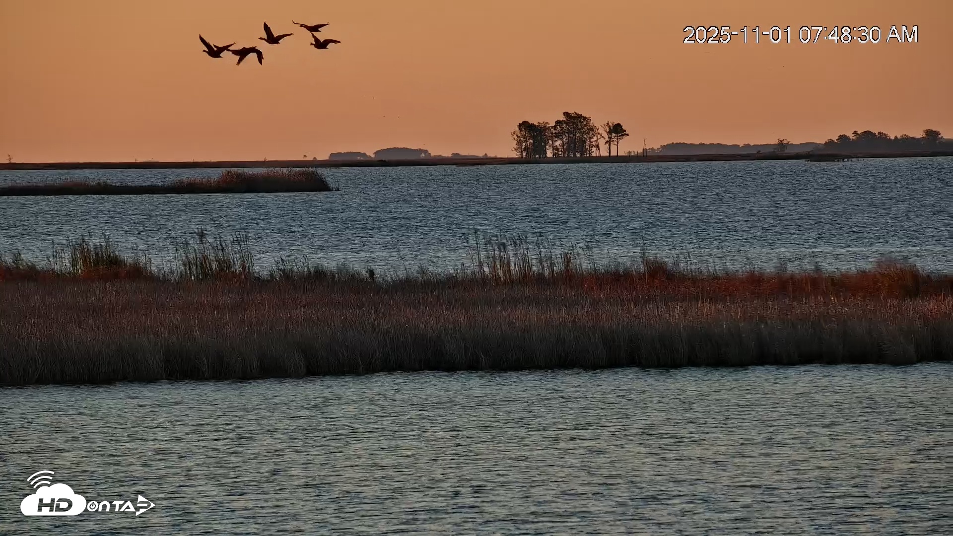 Snapshot of Blackwater Wildlife Refuge Osprey River Platform Live Cam taken Nov 1, 2025, 7:49am EDT