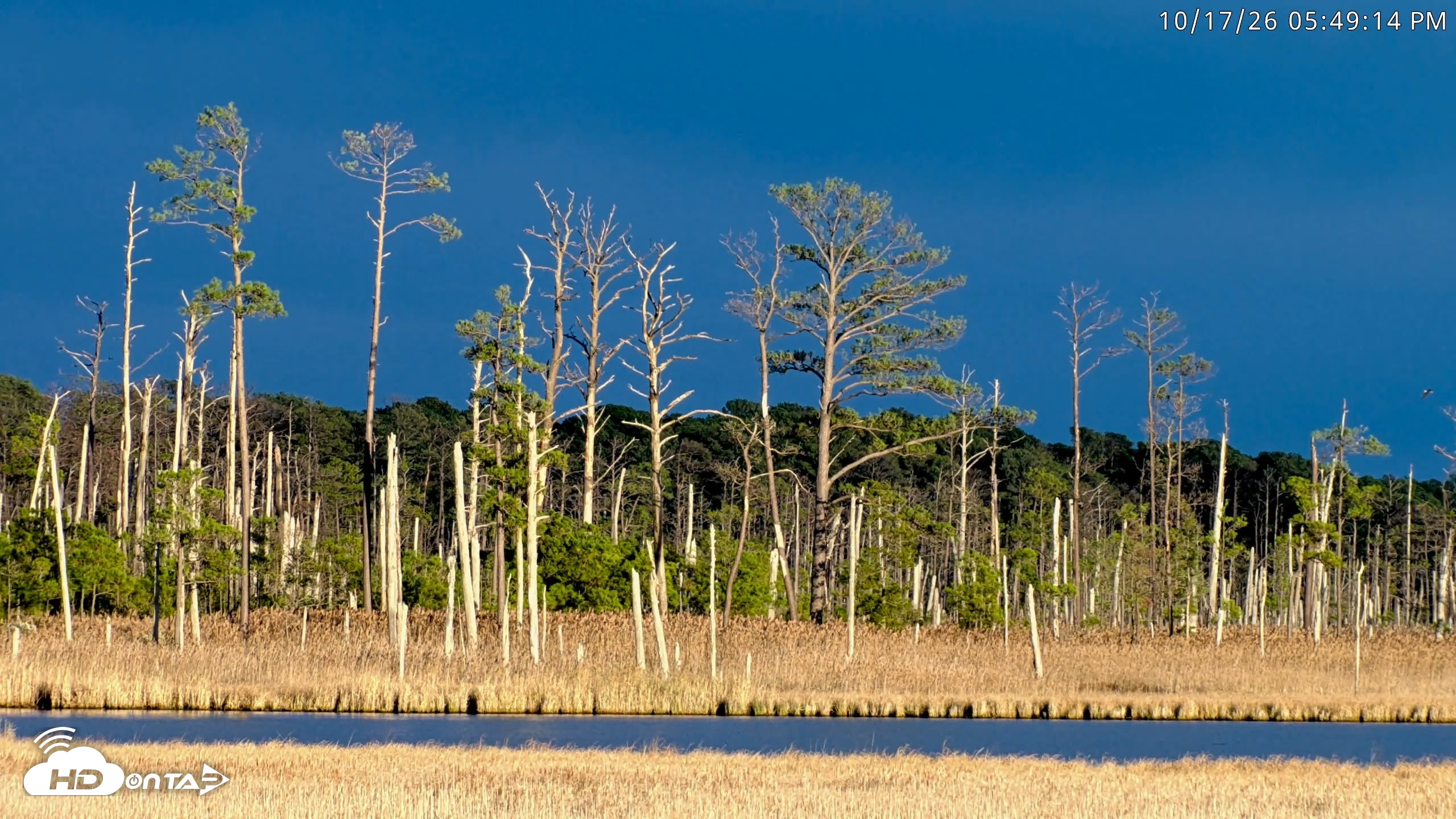 Snapshot of Blackwater Wildlife Refuge Osprey River Platform Live Cam taken Oct 17, 2026, 5:50pm EDT