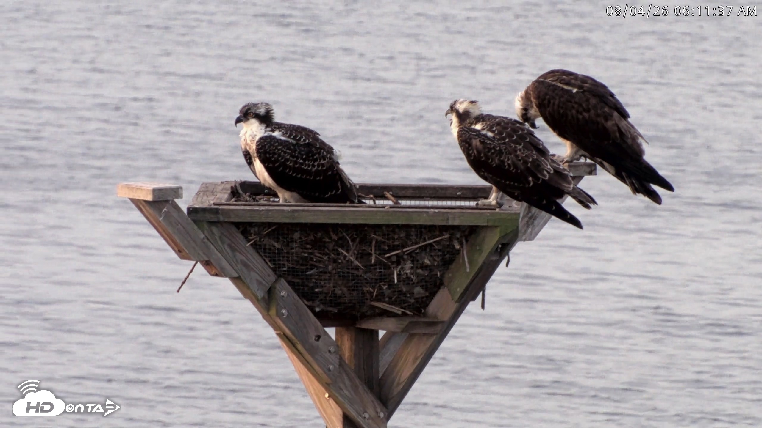 Snapshot of Blackwater Wildlife Refuge Osprey River Platform Live Cam taken Aug 4, 2026, 6:12am EDT