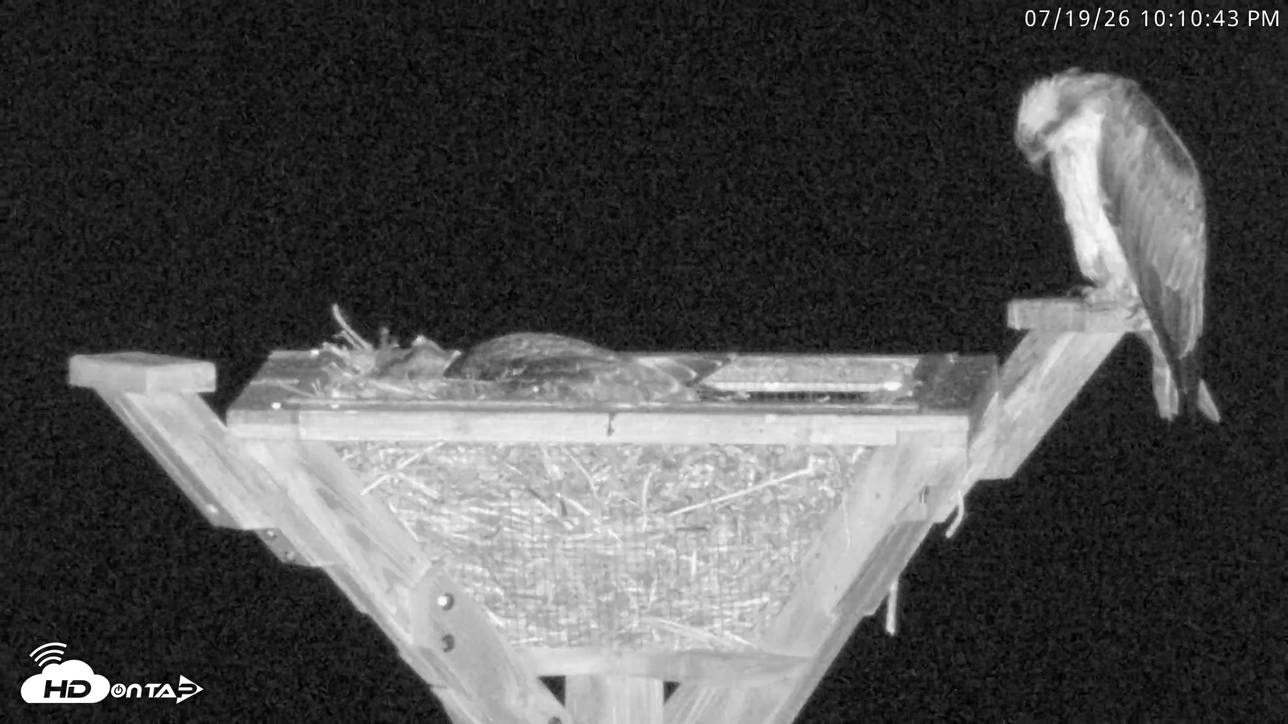 Snapshot of Blackwater Wildlife Refuge Osprey River Platform Live Cam taken Jul 19, 2026, 10:11pm EDT
