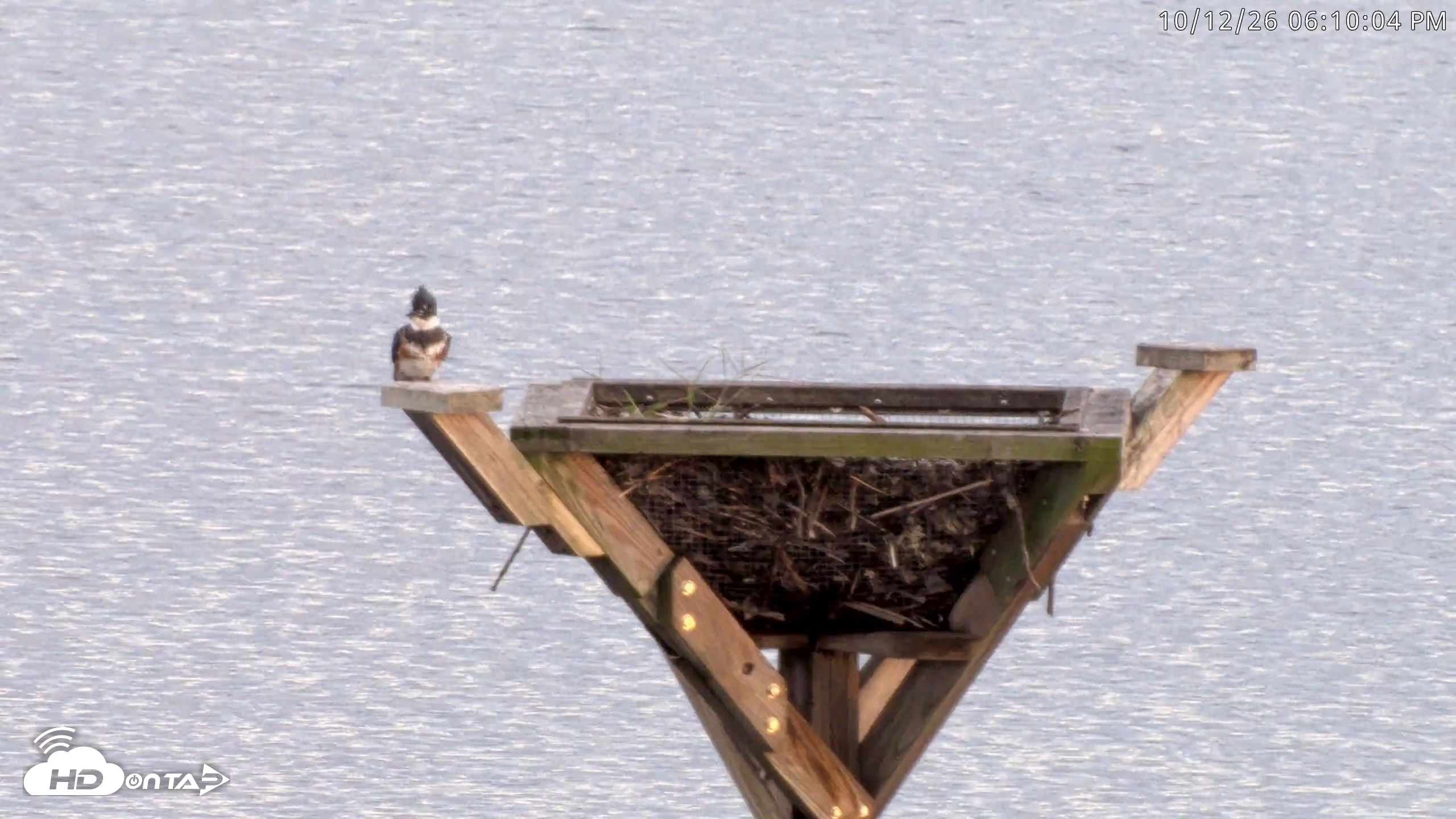 Snapshot of Blackwater Wildlife Refuge Osprey River Platform Live Cam taken Oct 12, 2026, 6:10pm EDT