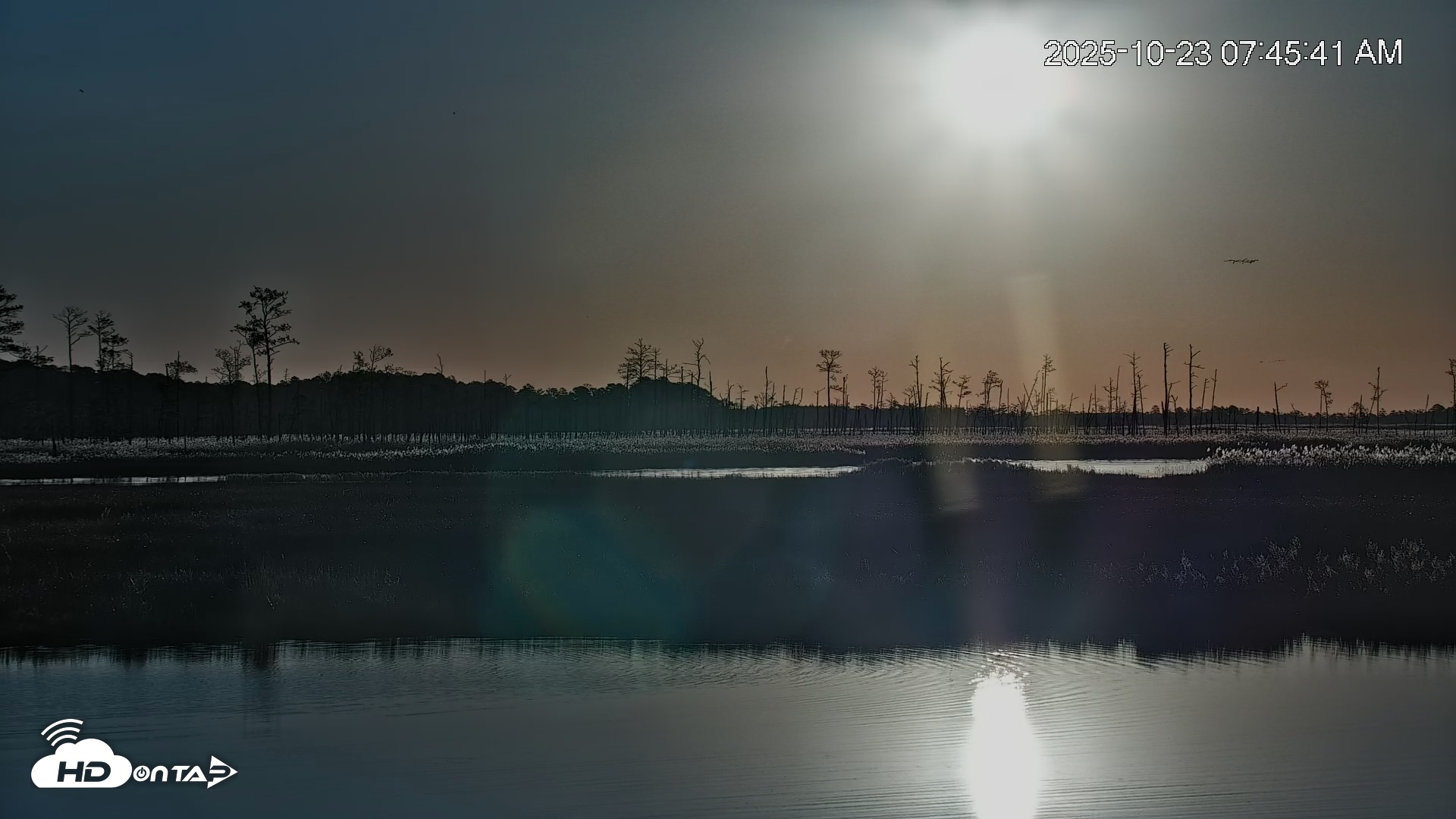 Snapshot of Blackwater Wildlife Refuge Osprey River Platform Live Cam taken Oct 23, 2025, 7:46am EDT