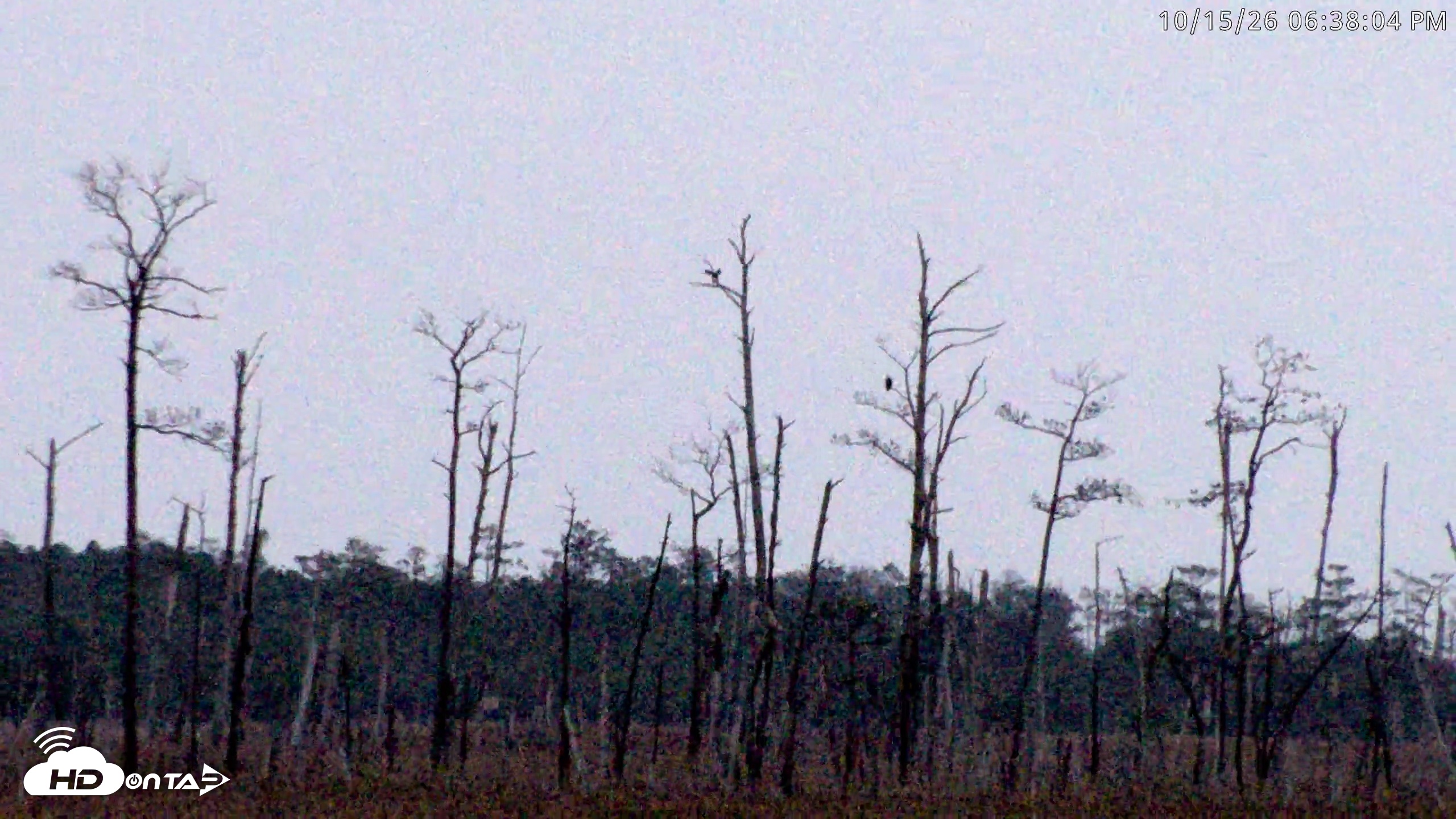 Snapshot of Blackwater Wildlife Refuge Osprey River Platform Live Cam taken Oct 15, 2026, 6:38pm EDT