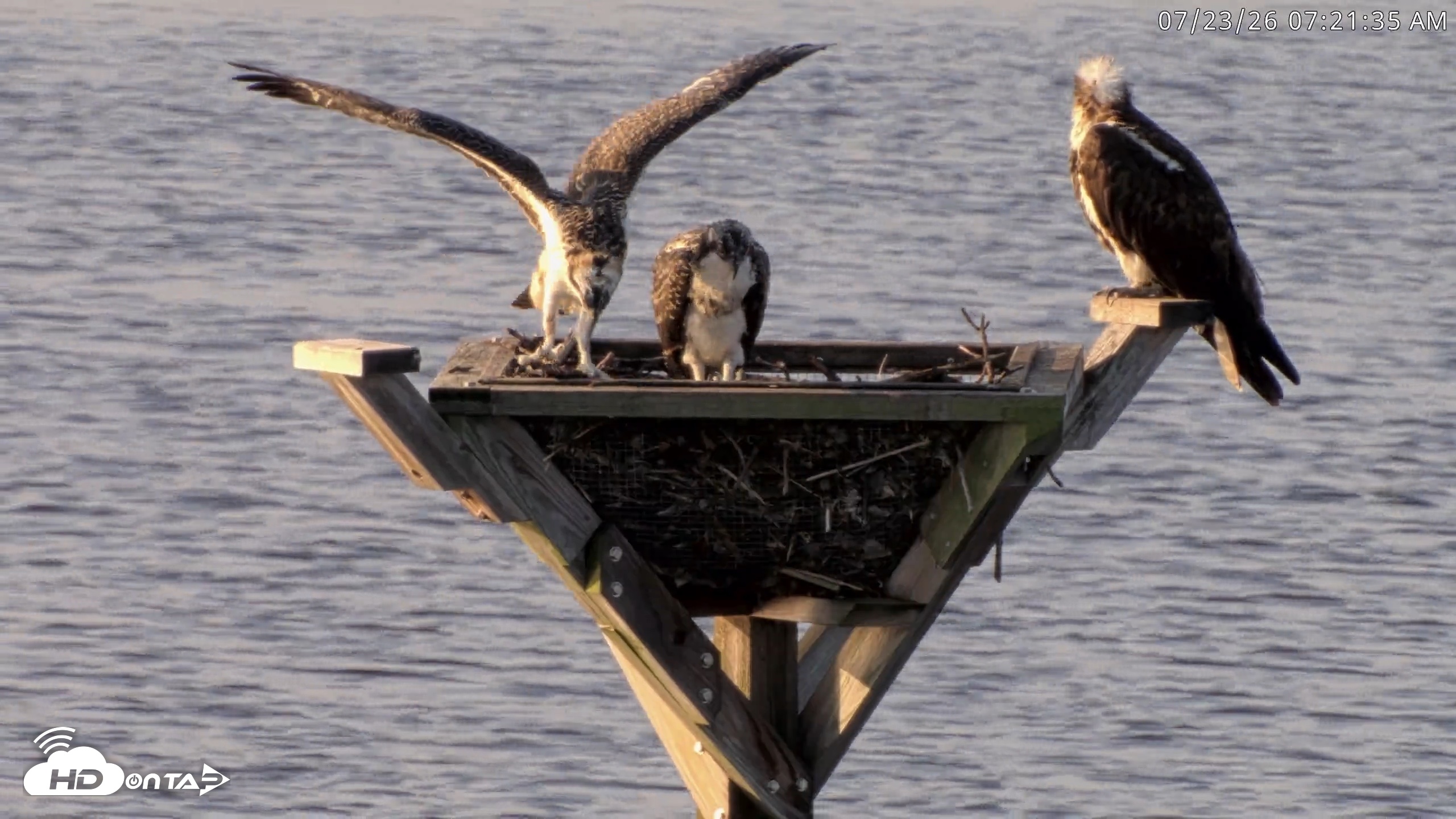 Snapshot of Blackwater Wildlife Refuge Osprey River Platform Live Cam taken Jul 23, 2026, 7:22am EDT