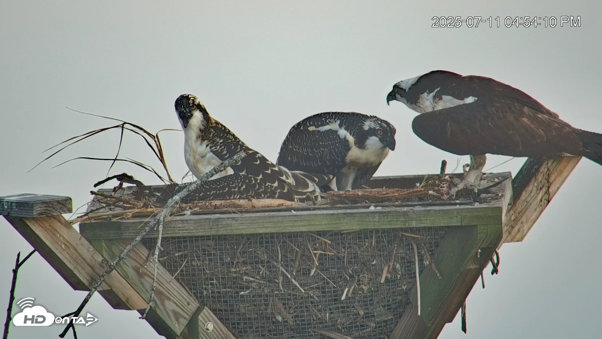 Snapshot of Blackwater Wildlife Refuge Osprey River Platform Live Cam taken Jul 11, 2025, 4:54pm EDT