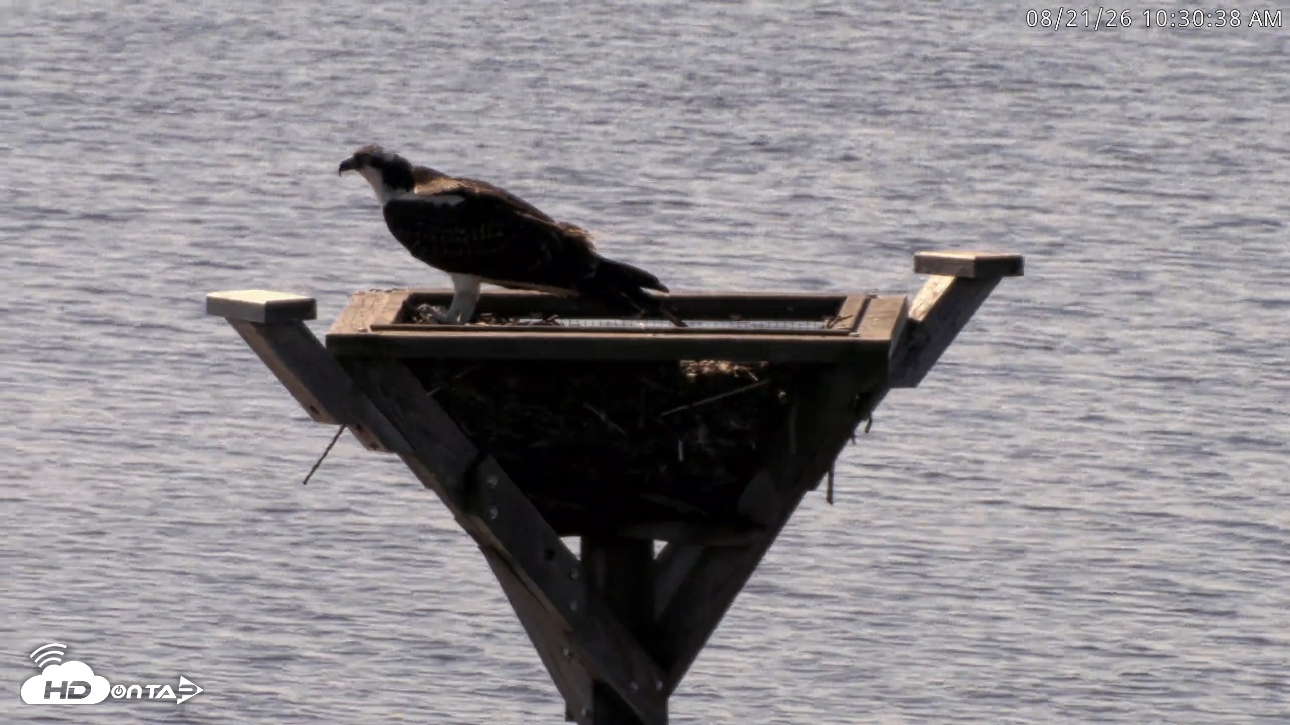 Snapshot of Blackwater Wildlife Refuge Osprey River Platform Live Cam taken Aug 21, 2026, 10:31am EDT
