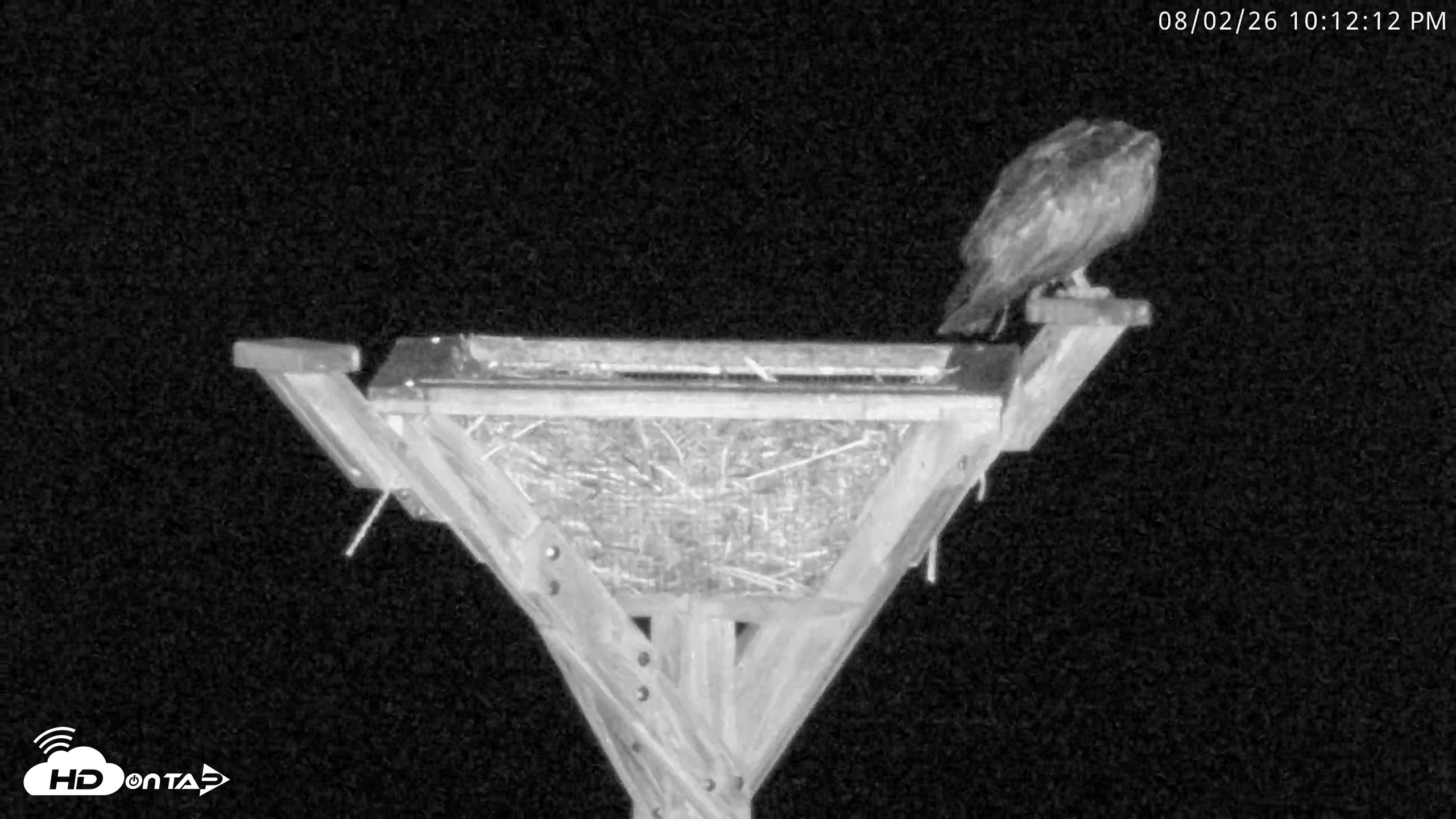 Snapshot of Blackwater Wildlife Refuge Osprey River Platform Live Cam taken Aug 2, 2026, 10:12pm EDT