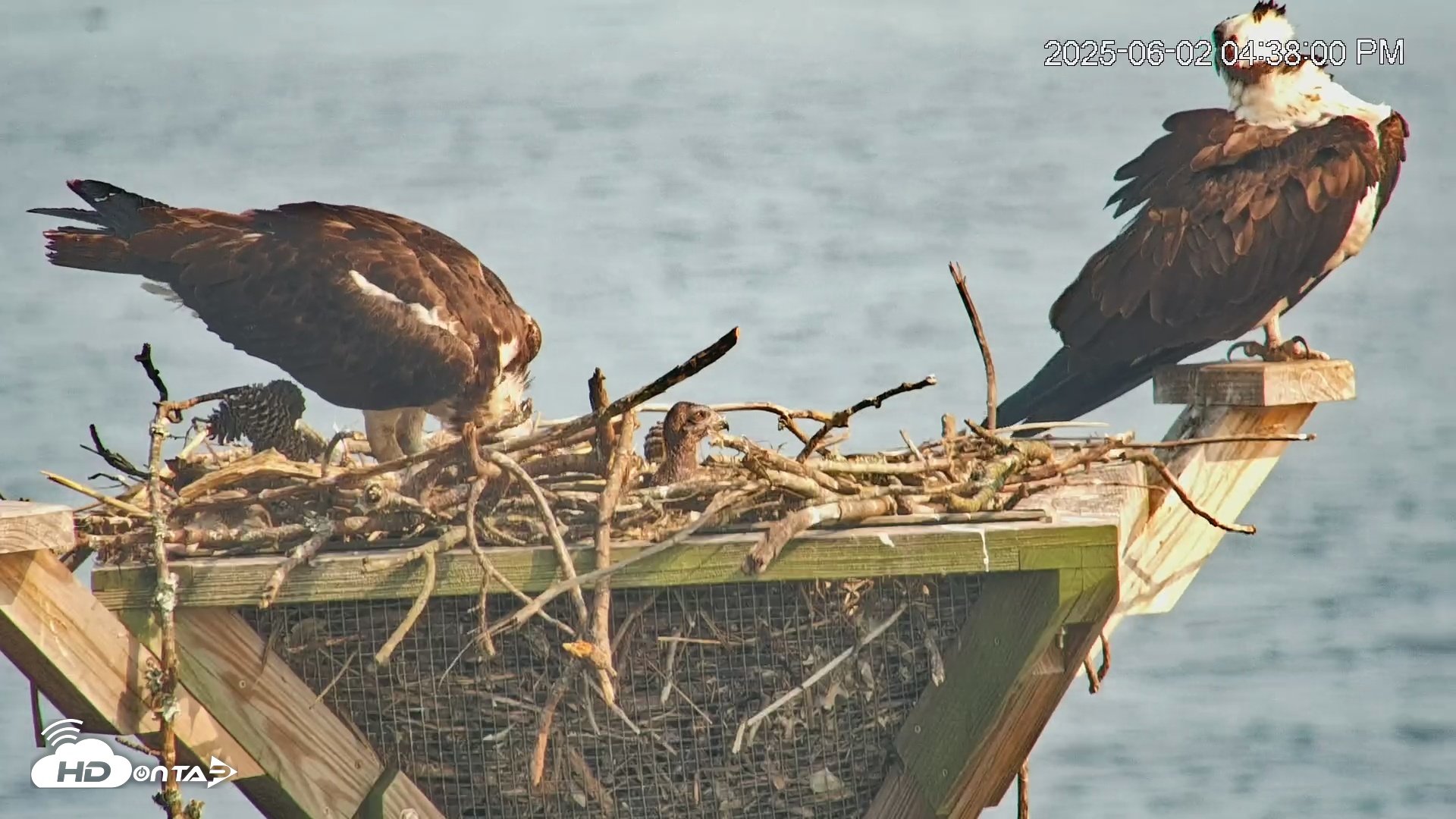 Snapshot of Blackwater Wildlife Refuge Osprey River Platform Live Cam taken Jun 2, 2025, 4:40pm EDT