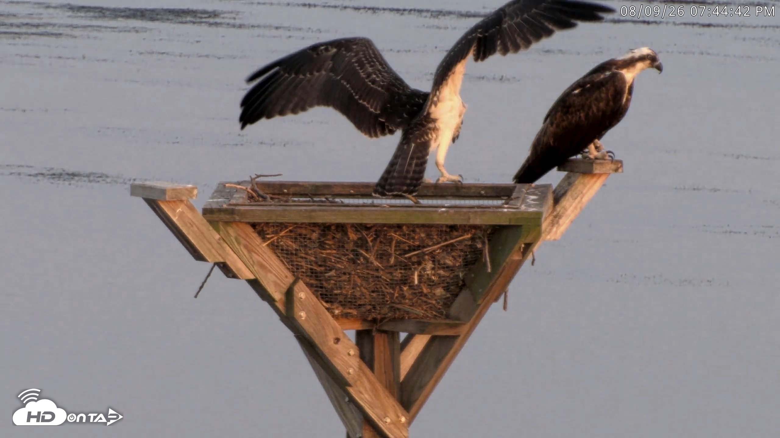 Snapshot of Blackwater Wildlife Refuge Osprey River Platform Live Cam taken Aug 9, 2026, 7:45pm EDT