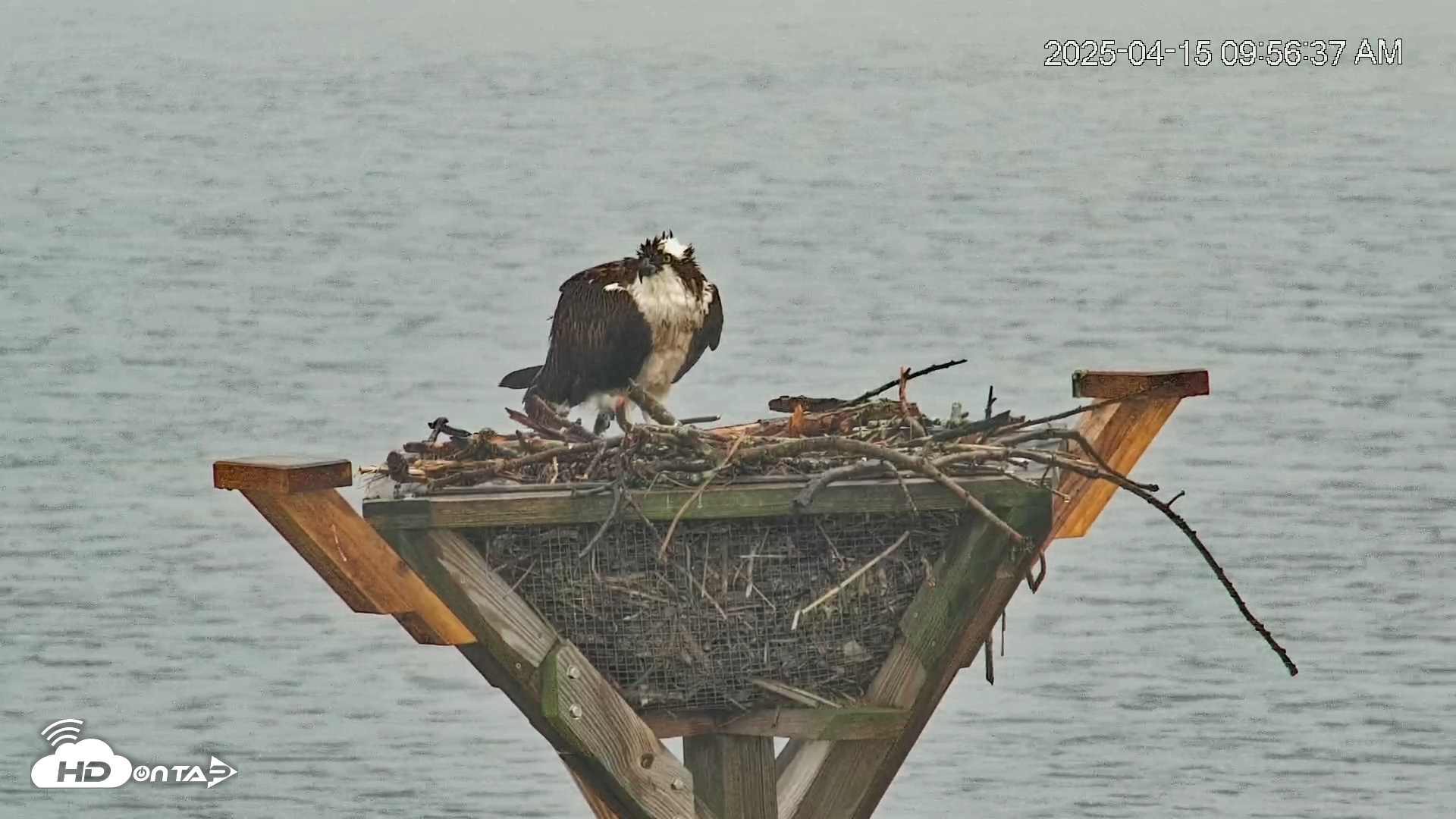 Snapshot of Blackwater Wildlife Refuge Osprey River Platform Live Cam taken Apr 15, 2025, 9:57am EDT