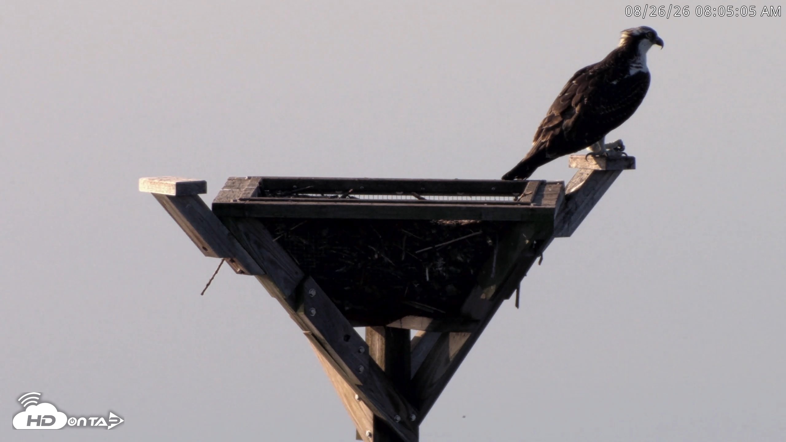 Snapshot of Blackwater Wildlife Refuge Osprey River Platform Live Cam taken Aug 26, 2026, 8:05am EDT