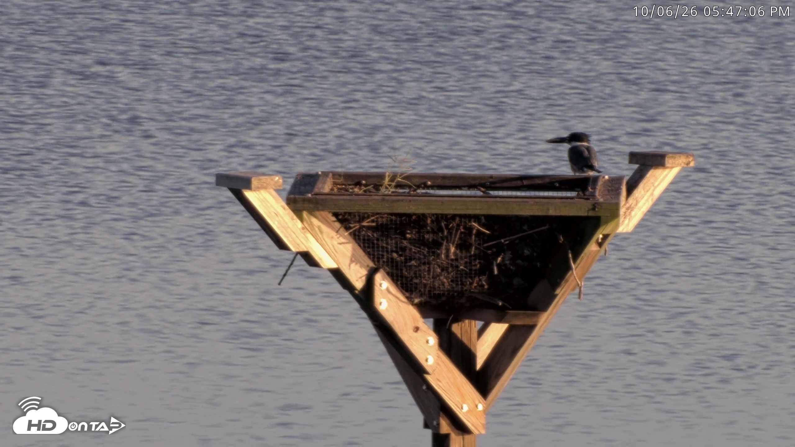 Snapshot of Blackwater Wildlife Refuge Osprey River Platform Live Cam taken Oct 6, 2026, 5:47pm EDT